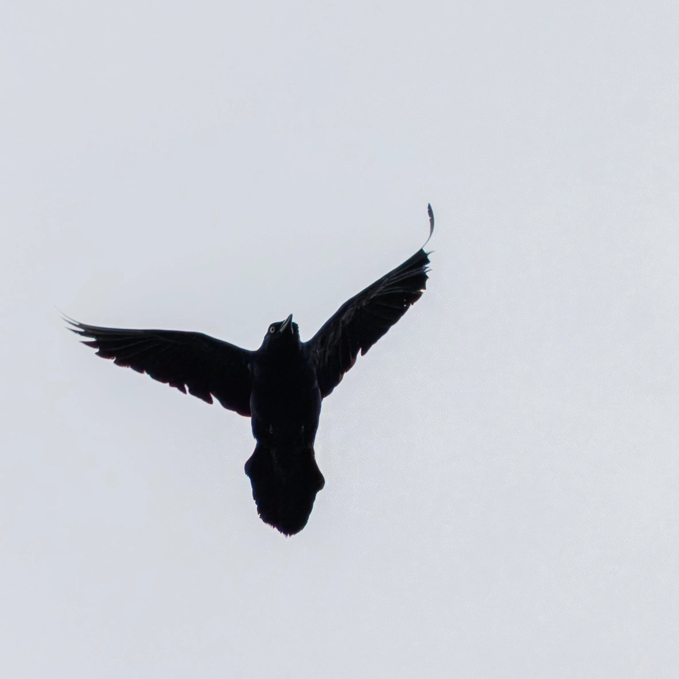 Warbler and Crow_Full JPG_Edited_20260903-2.jpg