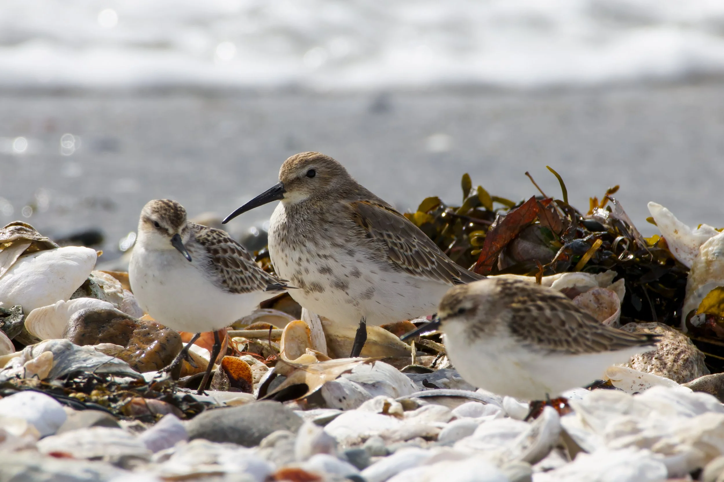Sanderlings and Dunlin_Full JPG_Edited_20260903.jpg