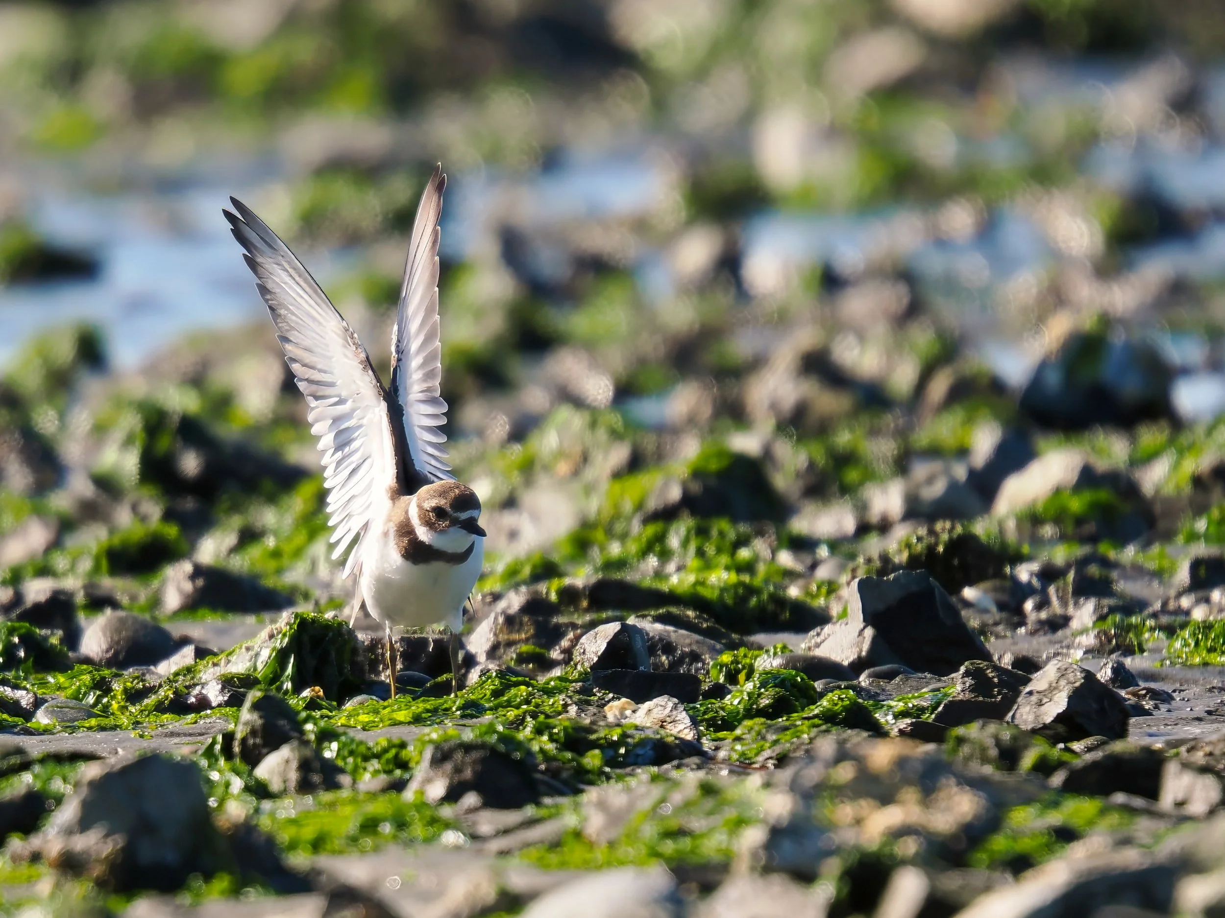 Semipalmated Plover 43_Full JPGS_Edited_20260903.jpg