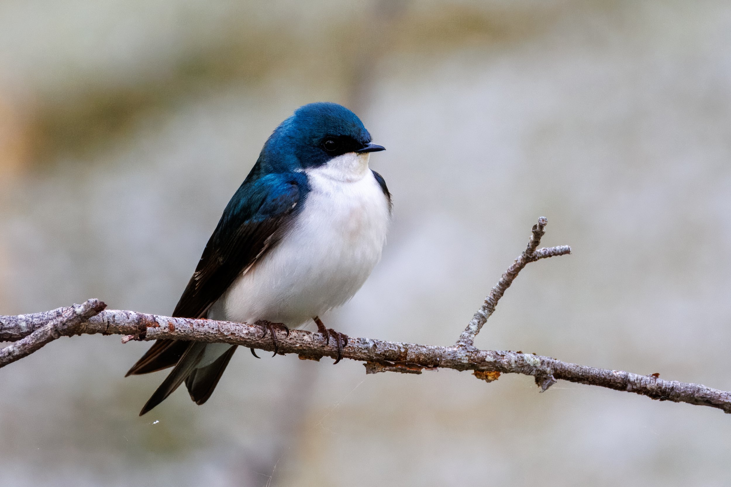 Tree Swallow Fairfield_Full JPG_Edited_20260903.jpg