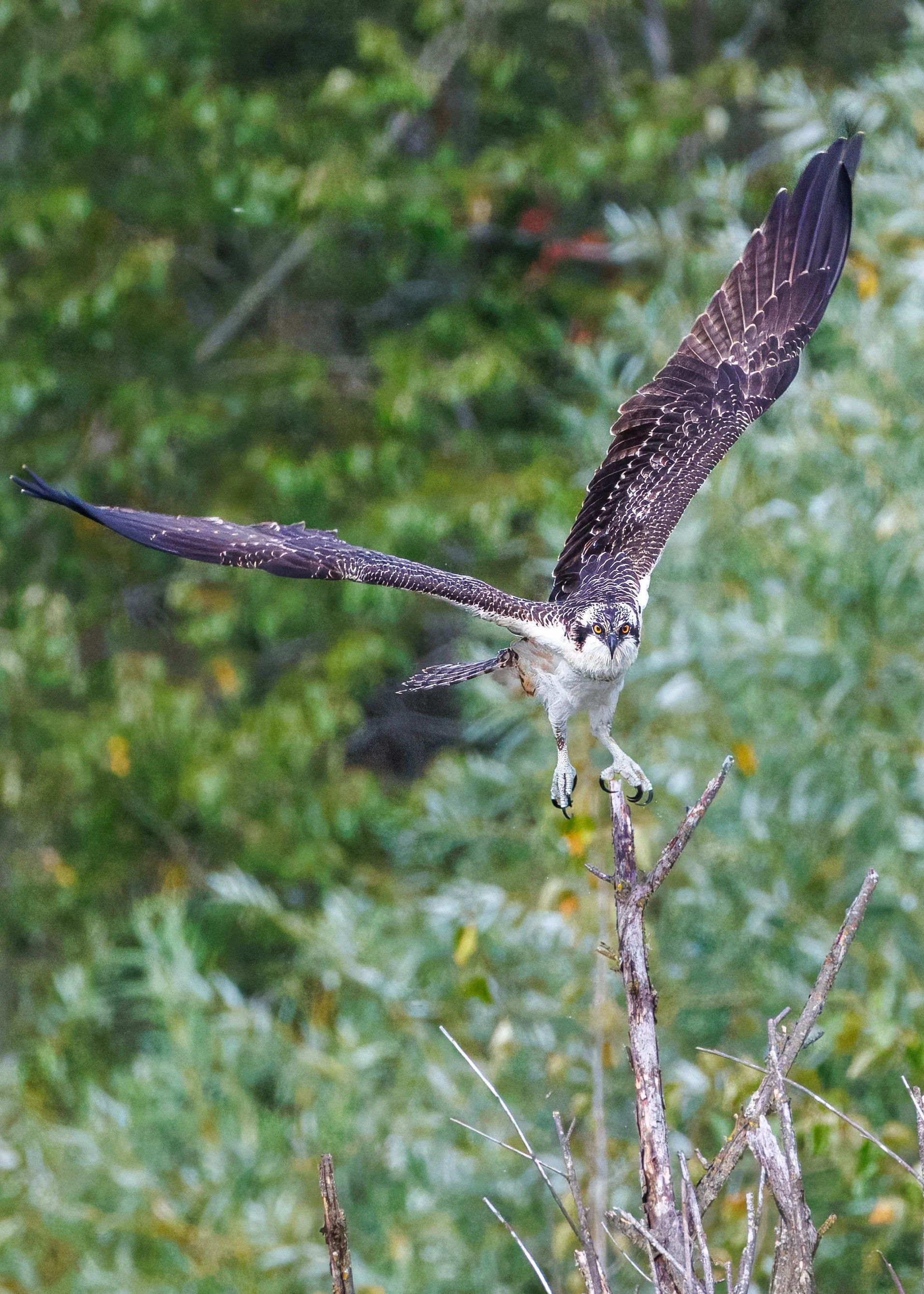 Osprey Carp Pond_Full JPGS_Edited_20260903.jpg
