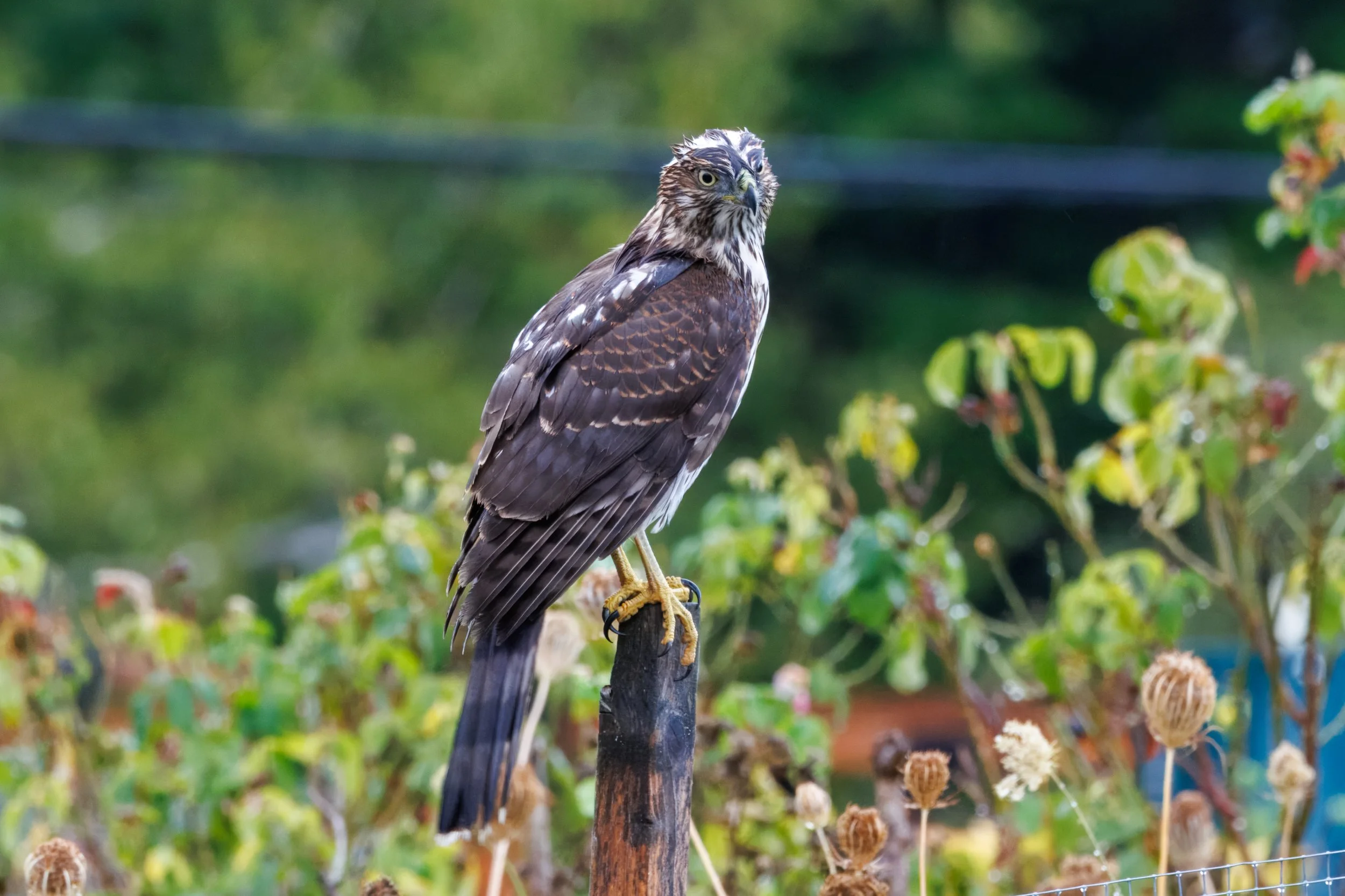 Coopers Farm_Full JPG_Edited_20260903-2.jpg