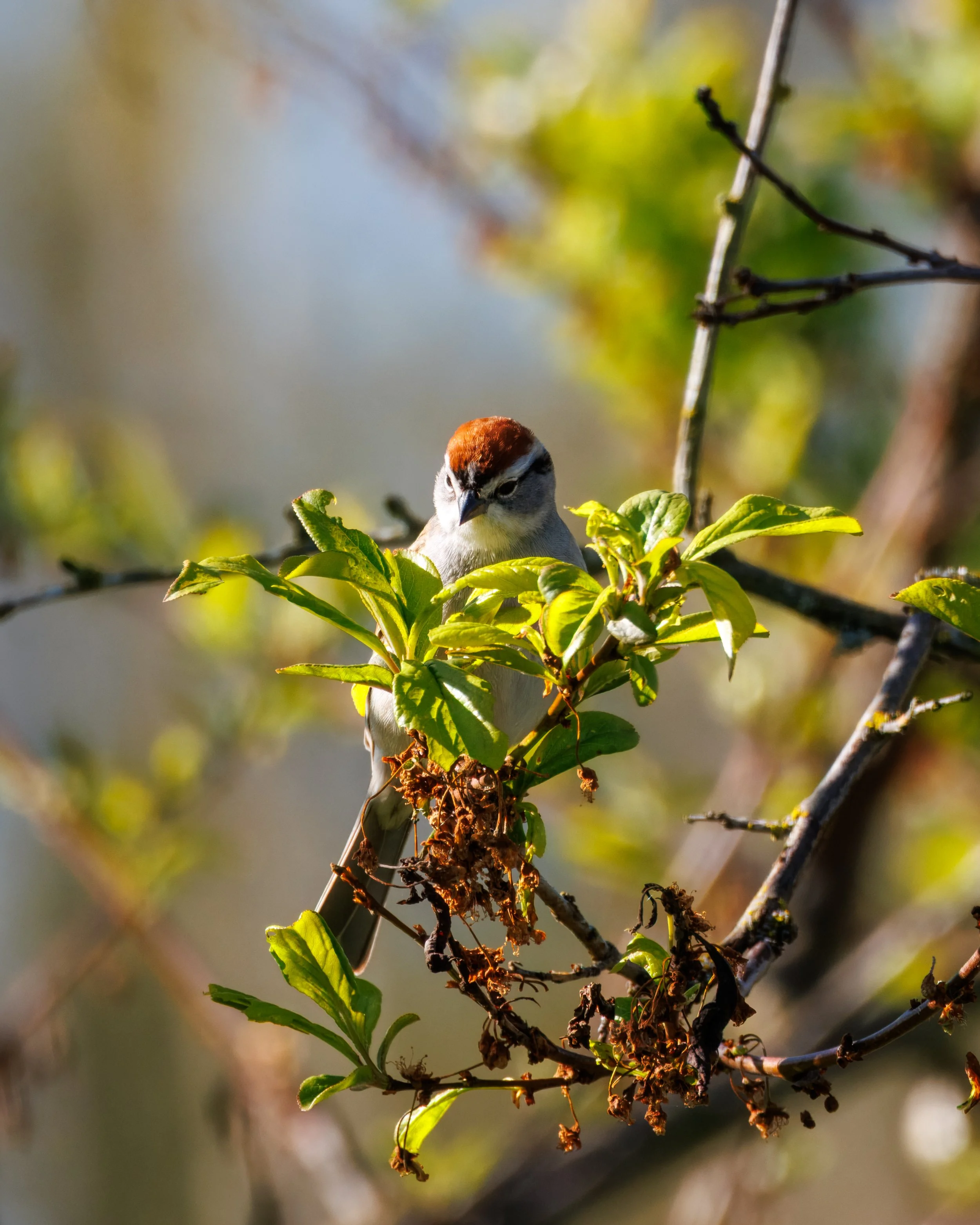Chipping Sparrow_Full JPG_Edited_20260903.jpg