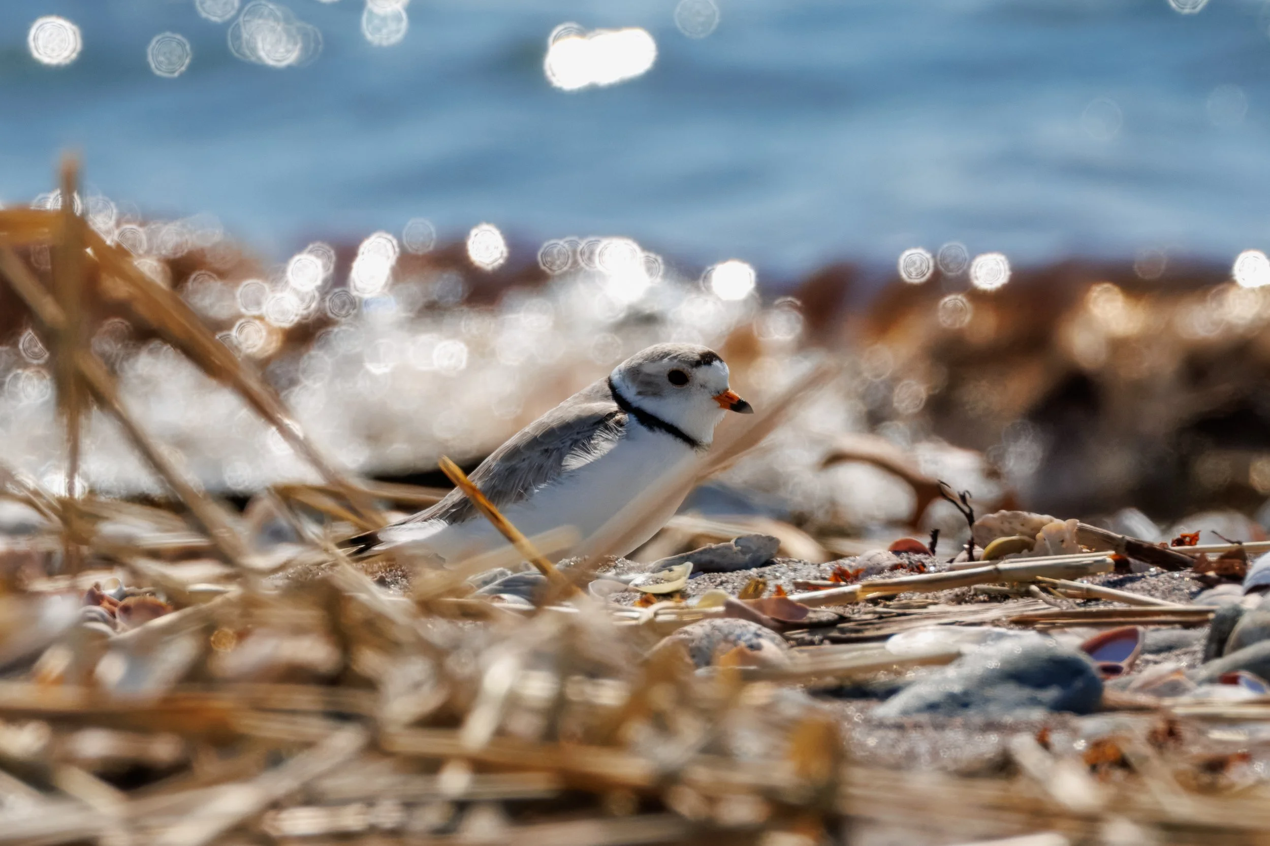 Piping Plover_Full JPG_Edited_20260903.jpg