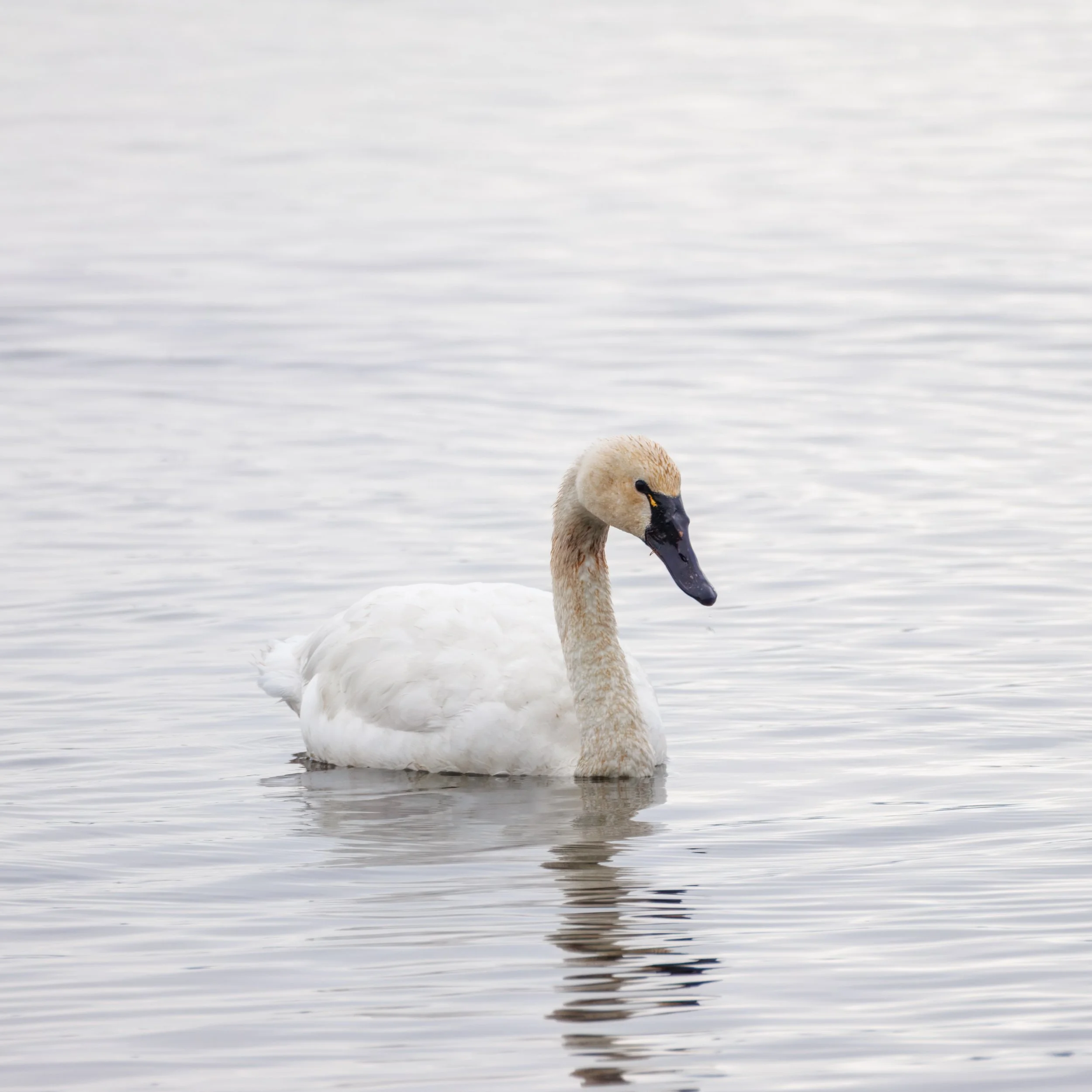 Woopers Swan_Full JPG_Edited_20260903.jpg