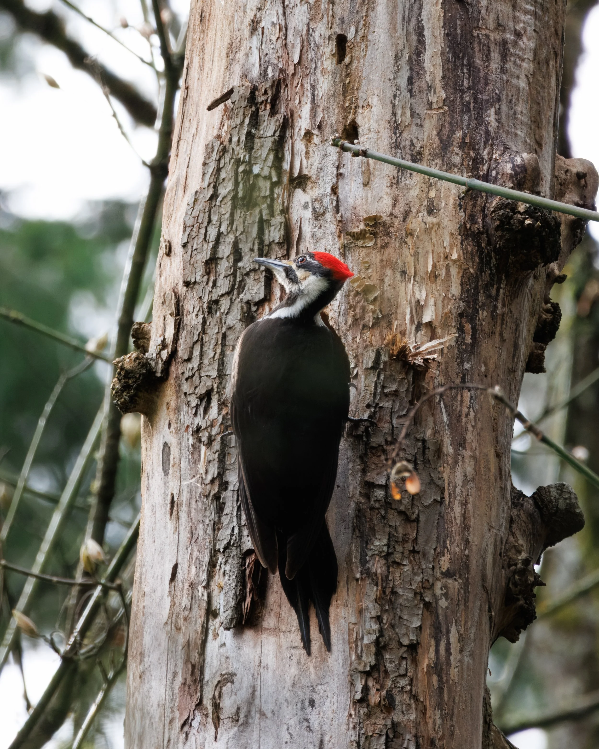 Pileated use_Full JPG_Edited_20260903.jpg