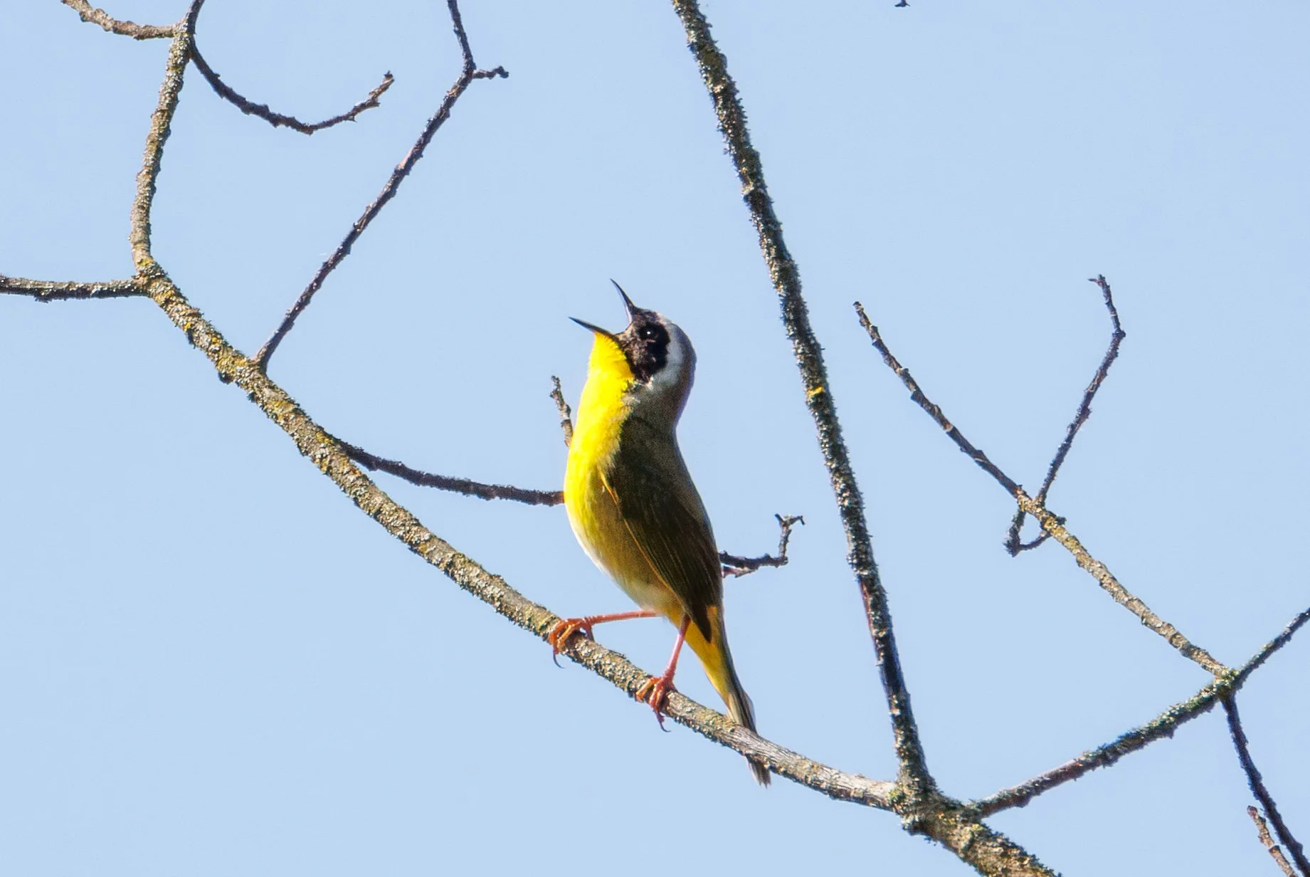 Warbler Cry_Full JPG_Edited_20260903.jpg