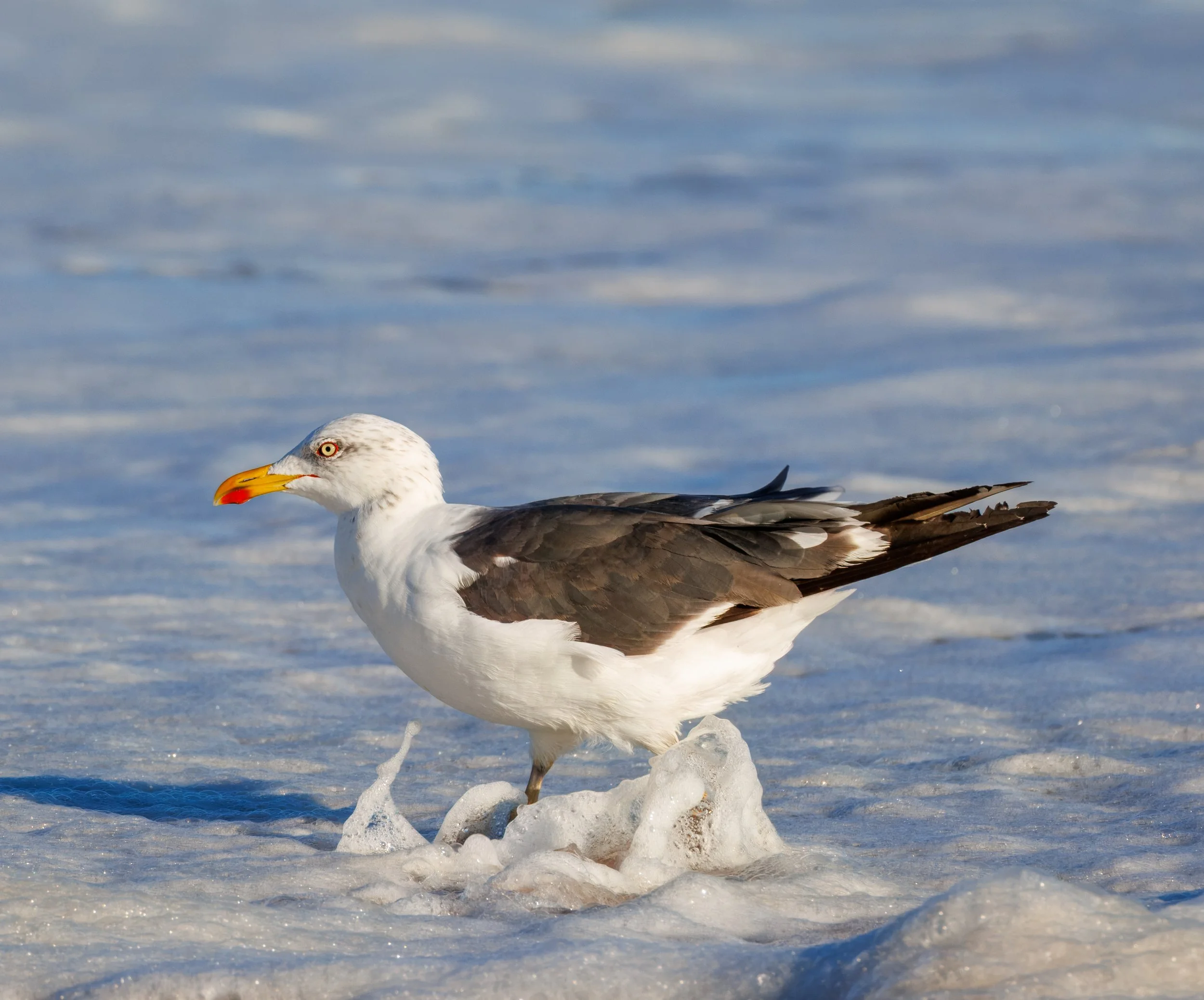Gull Long Island 2_Full JPG_Edited_20260903.jpg