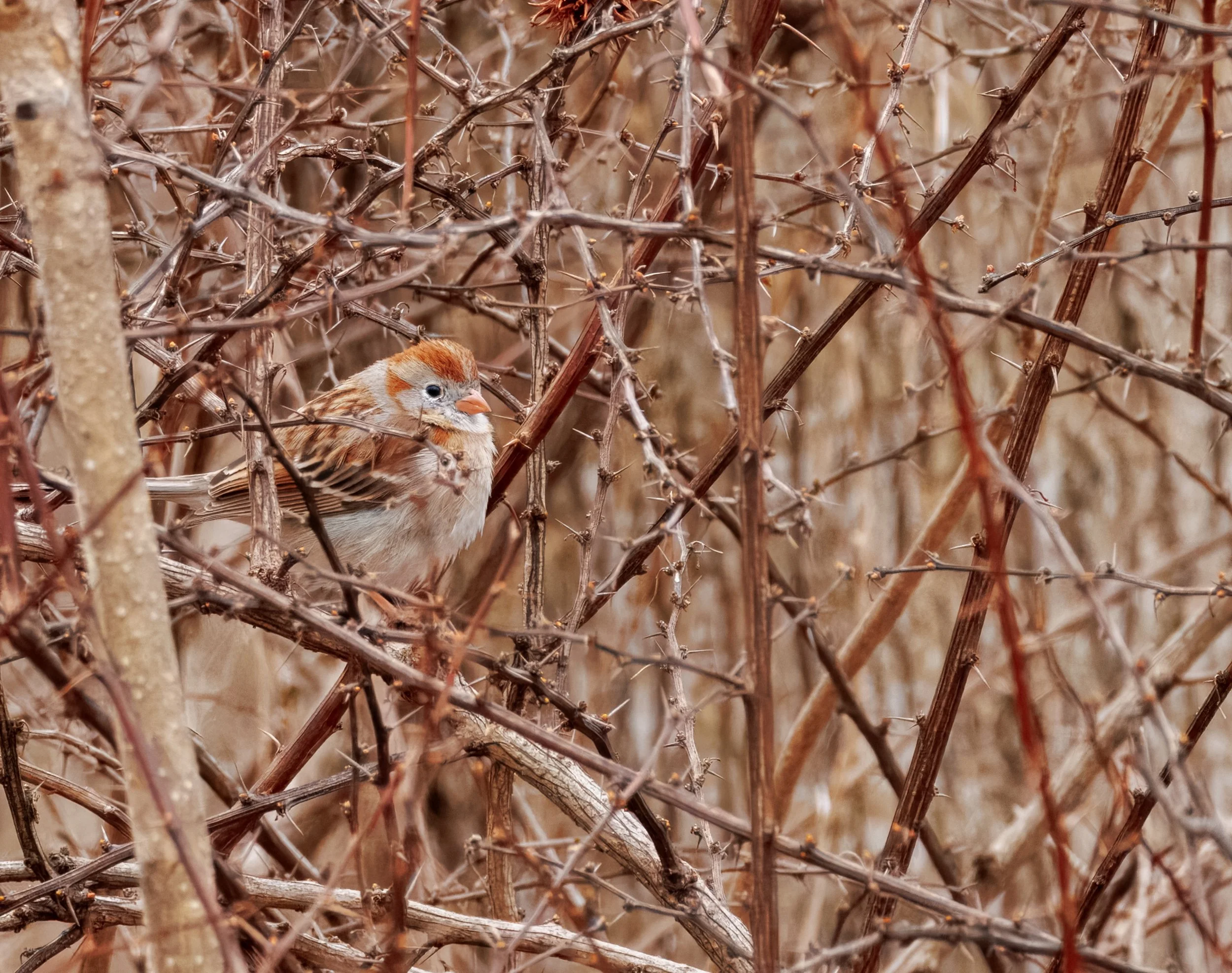 Field Sparrow_Full JPG_Edited_20260903.jpg