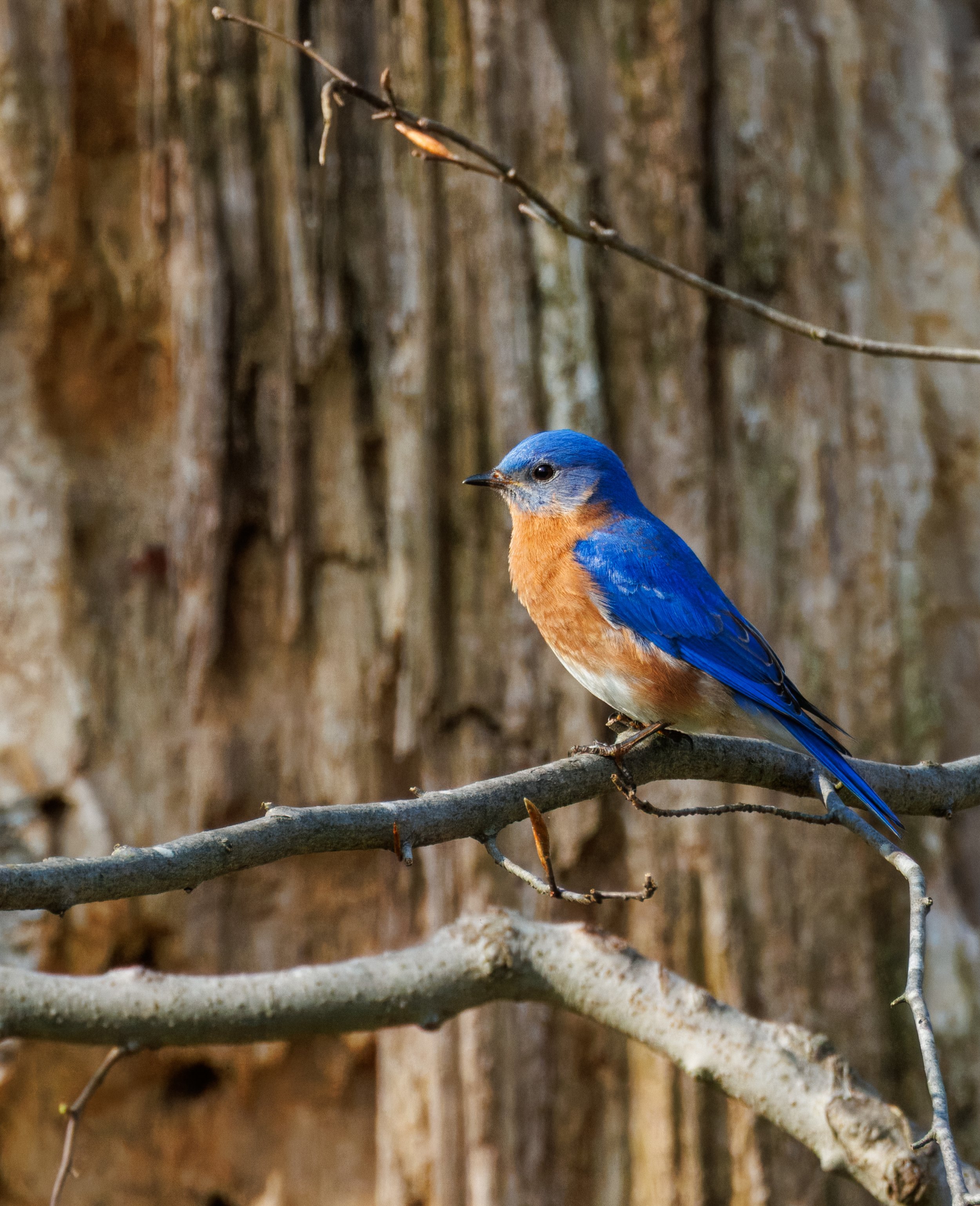 Eastern Blue Bird_Full JPG_Edited_20260903.jpg