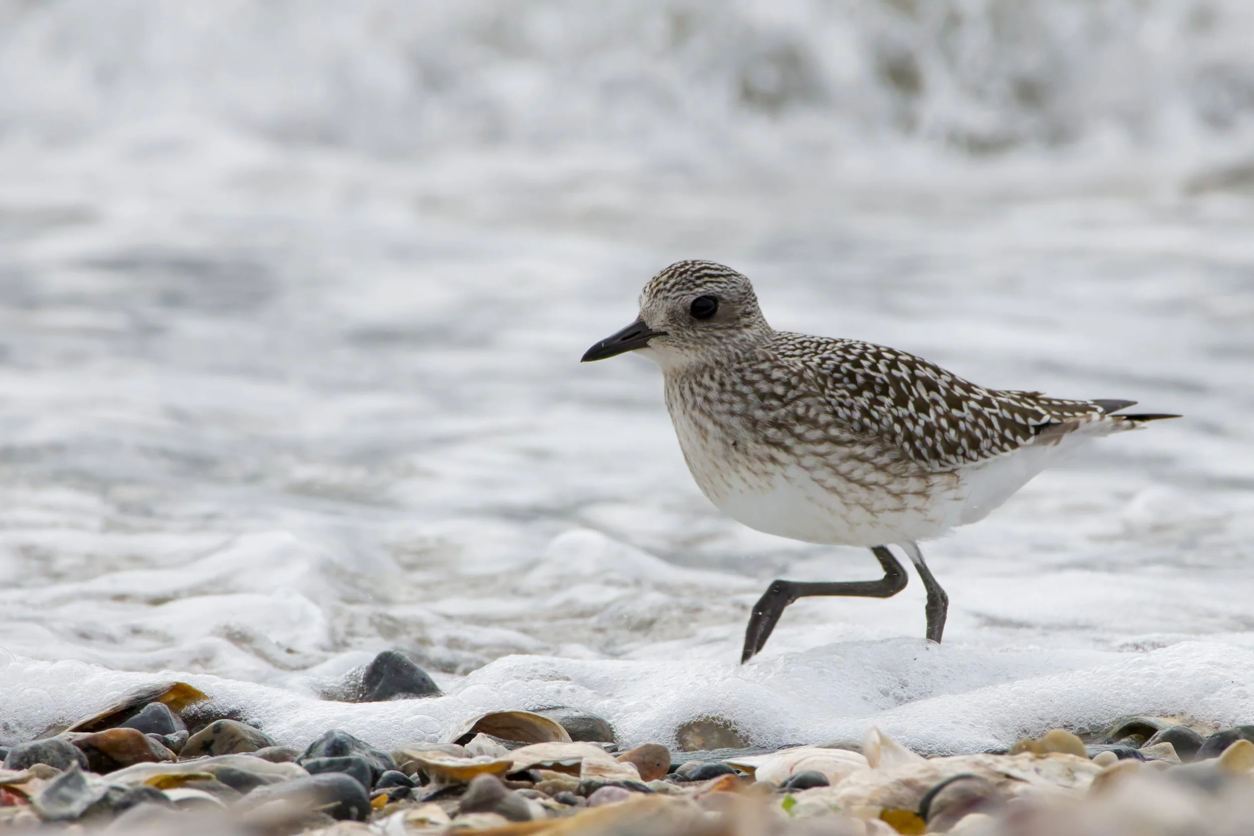 Black Bellied Plover_Full JPG_Edited_20260903.jpg