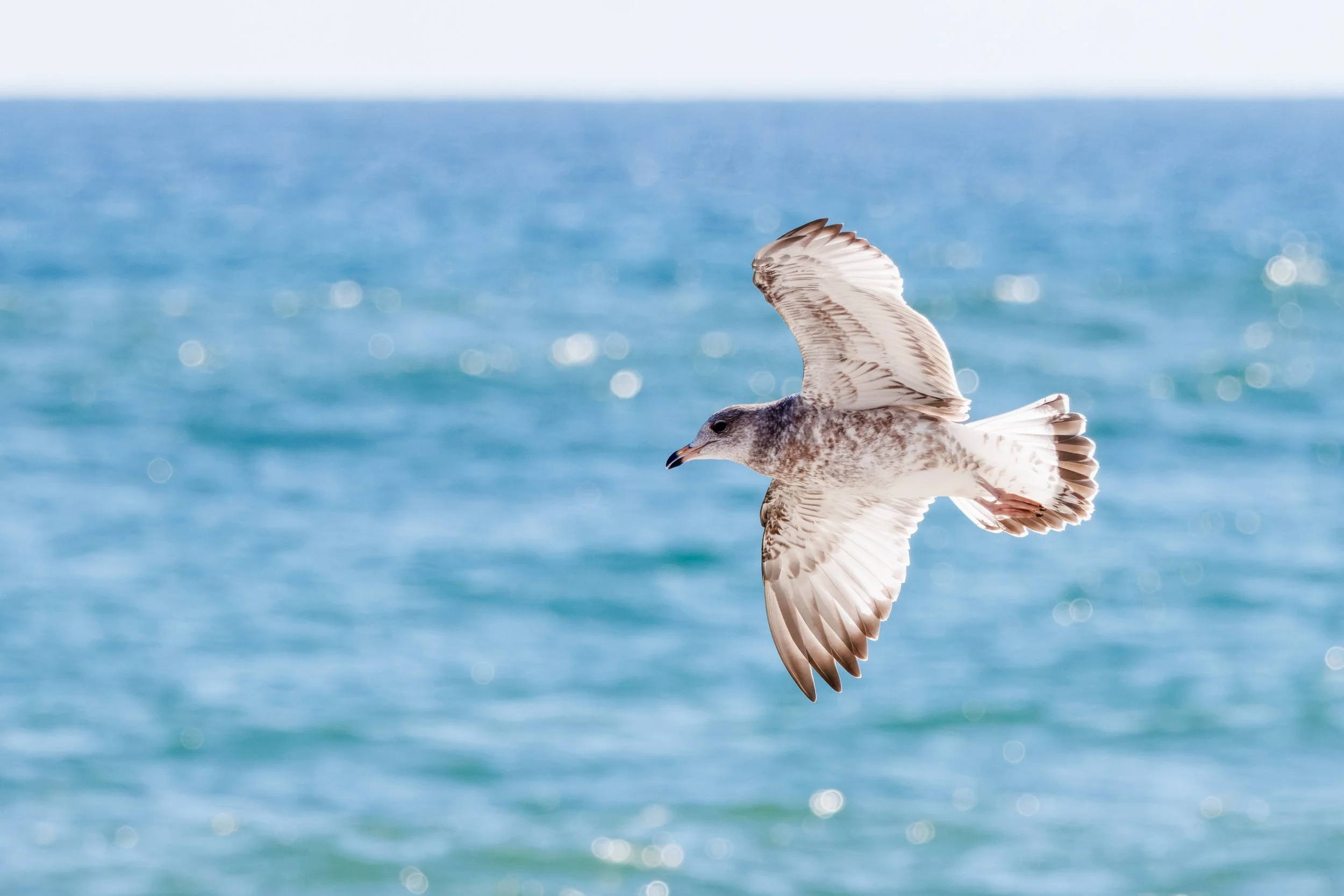 Gull Long Island_Full JPG_Edited_20260903.jpg