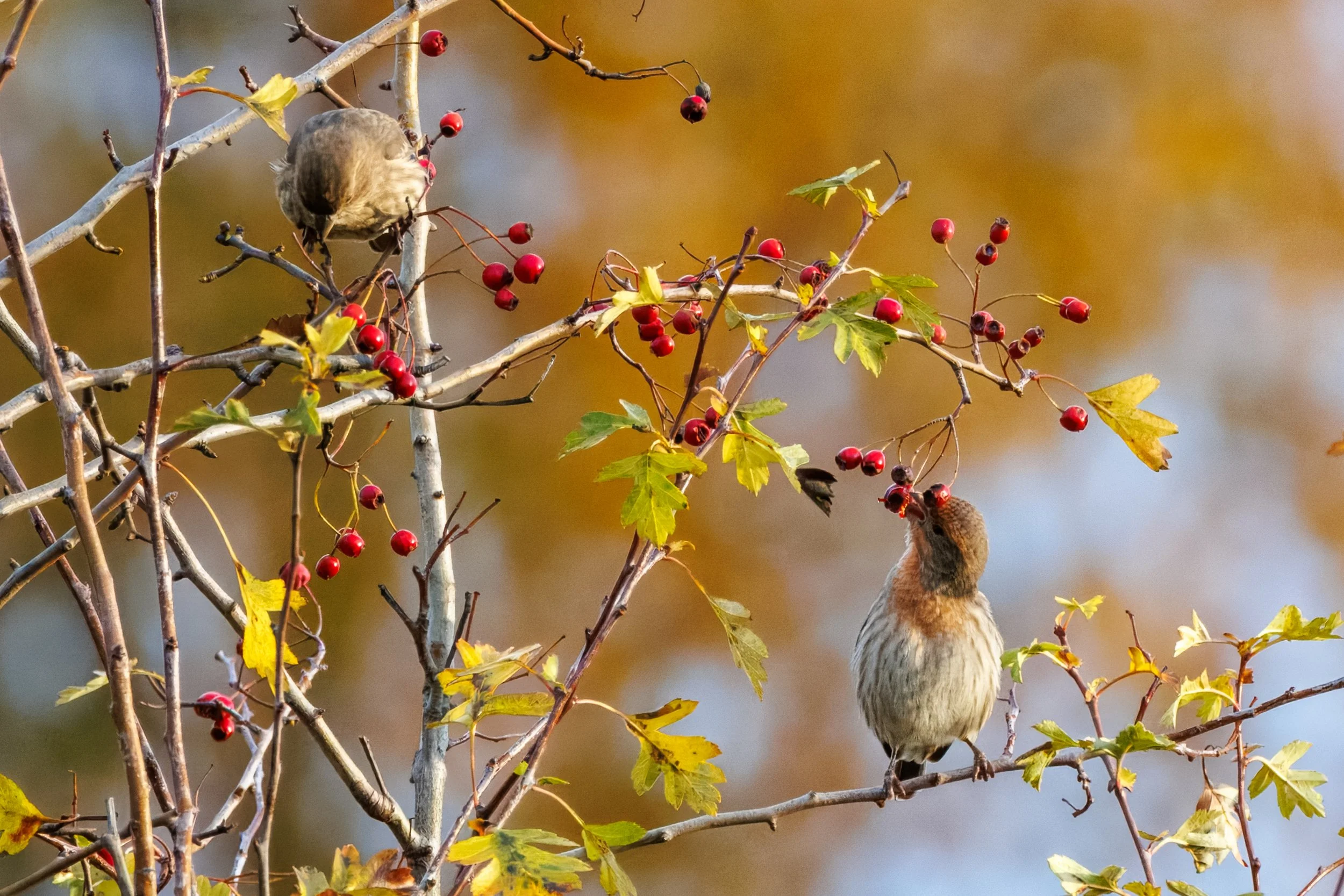House Finches Magnuson_Full JPG_Edited_20260903.jpg