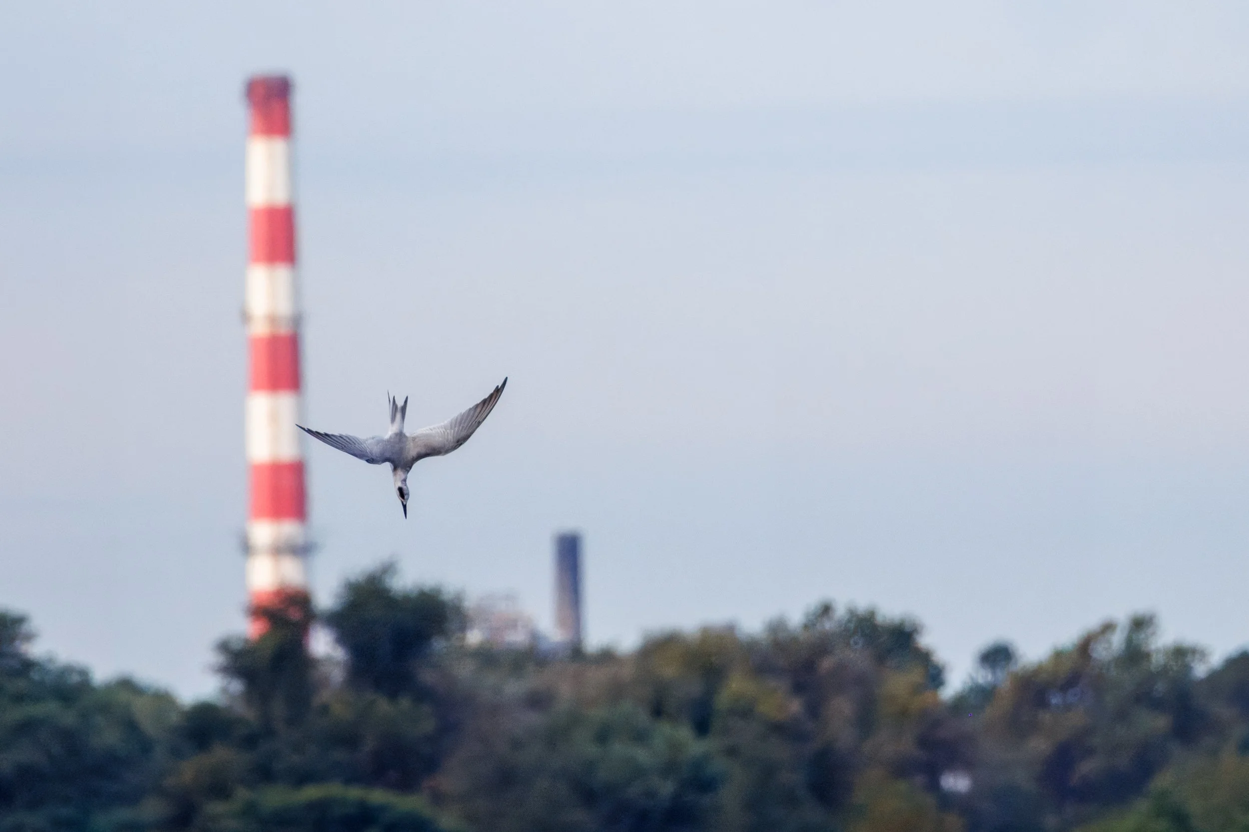 Candy Cane Tern_Full JPG_Edited_20260903.jpg