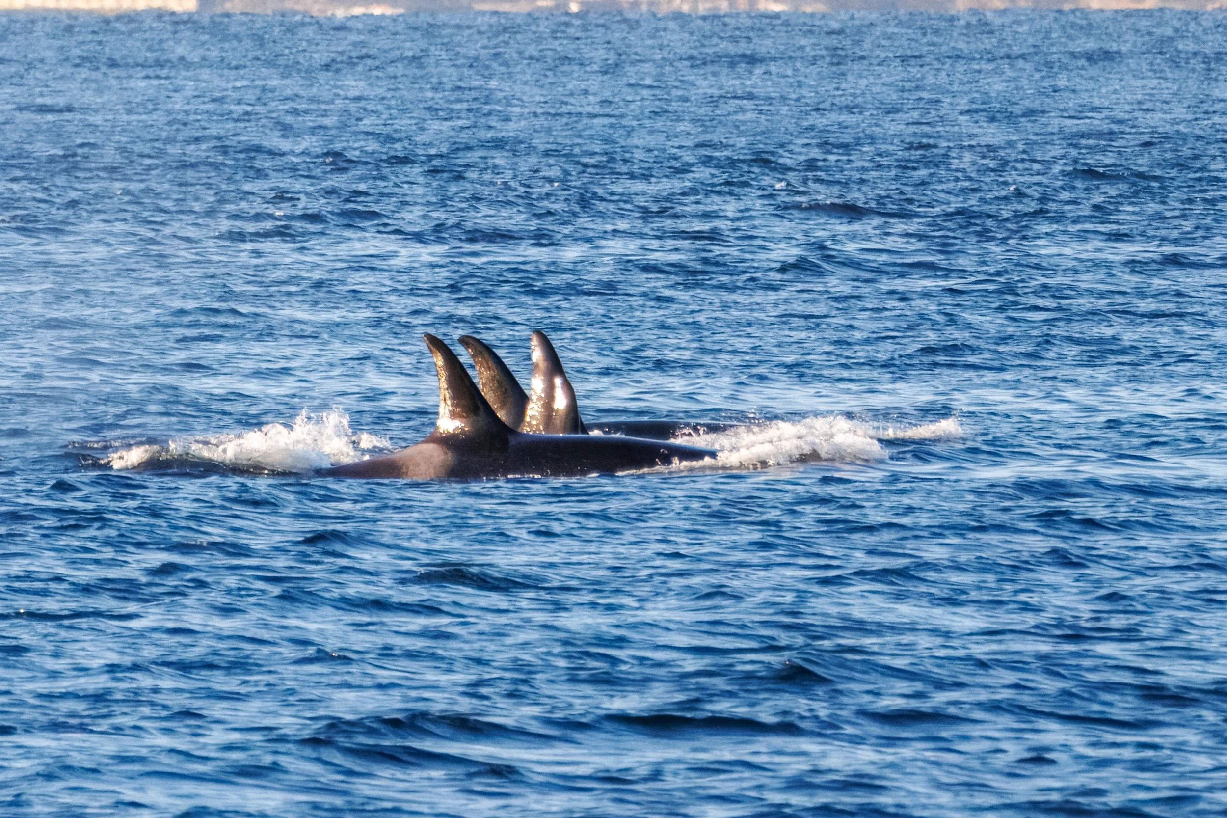 Orcas_Full JPG_Edited_20260903.jpg