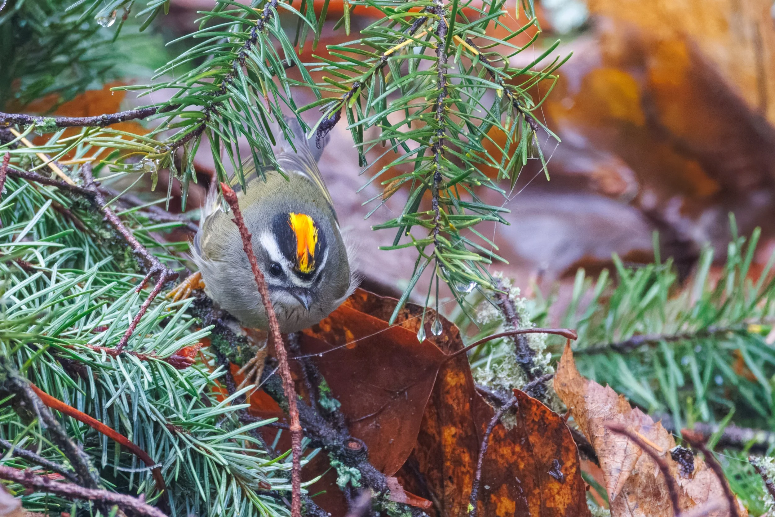 Golden Kinglet_Full JPG_Edited_20260903.jpg