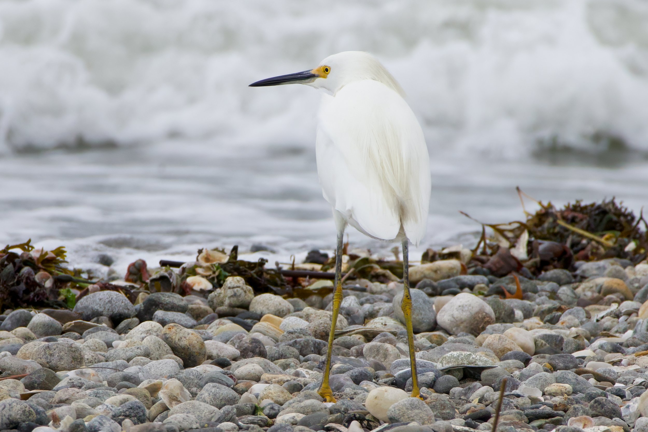 Snowy Egret_Full JPG_Edited_20260903.jpg