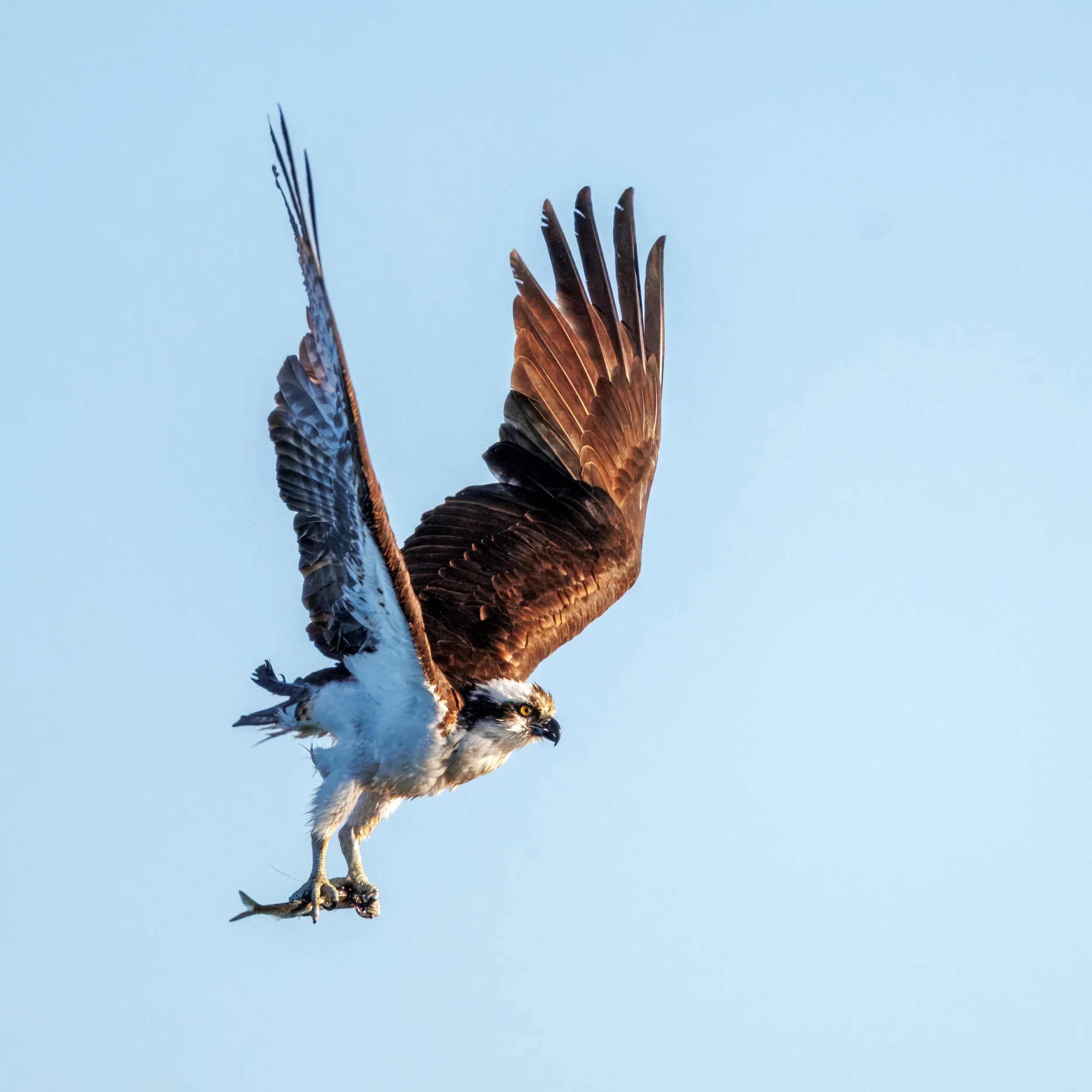 Osprey West Point_Full JPG_Edited_20260903.jpg