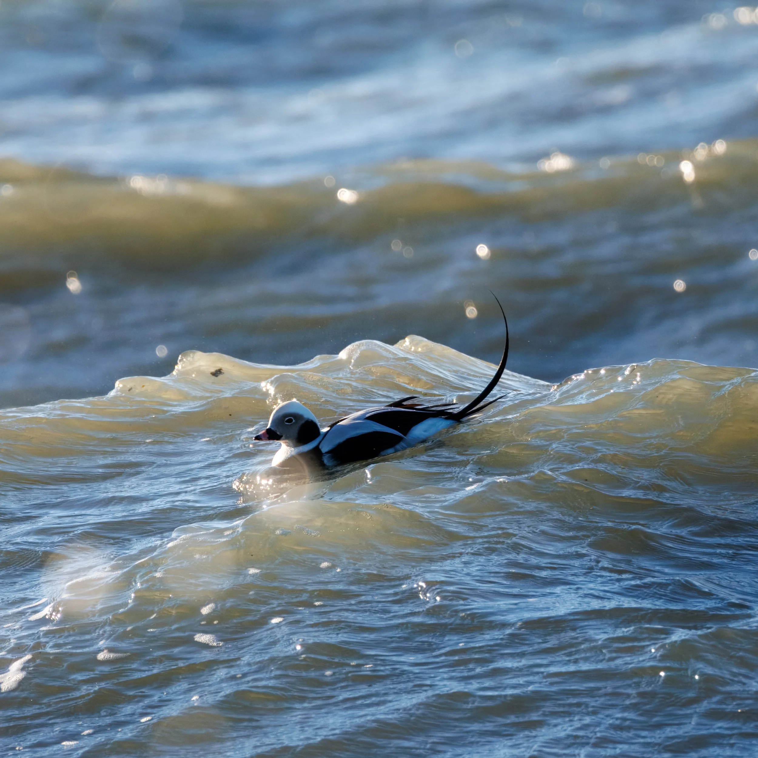 Long Tailed Duck_Full JPG_Edited_20260903.jpg