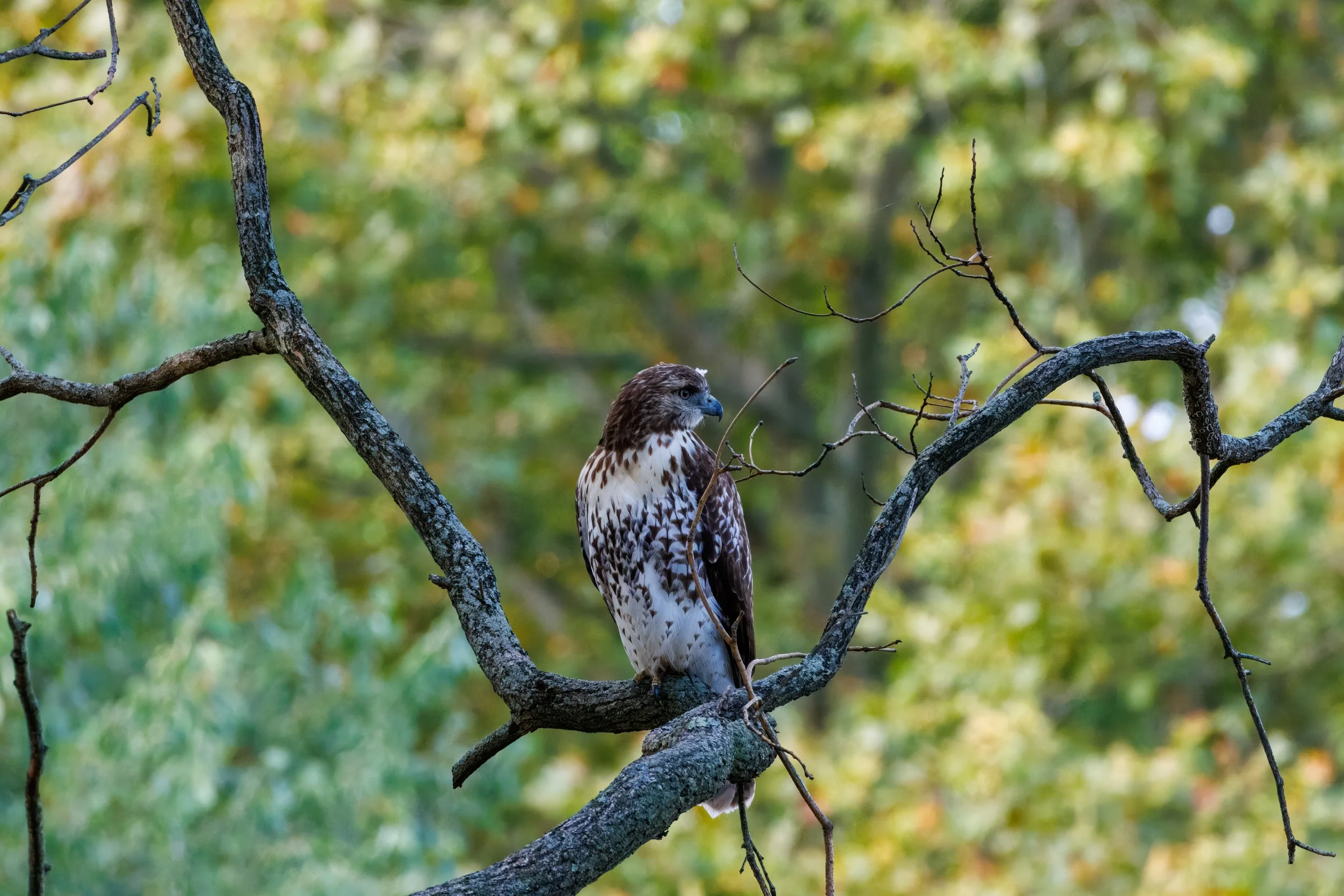 Red Tailed Ronald 1_Full JPG_Edited_20260903.jpg