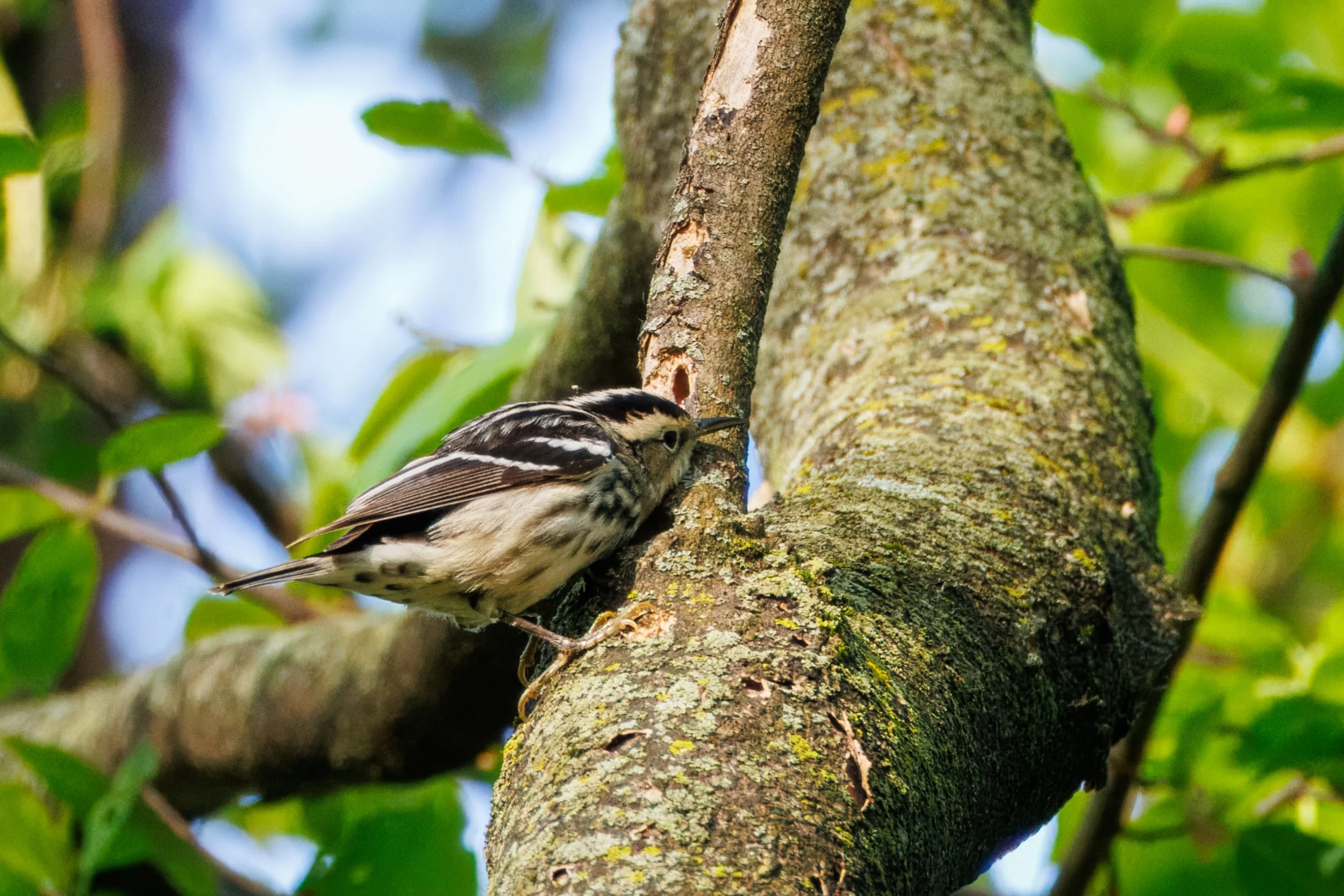 Black and White Warbler_Full JPG_Edited_20260903.jpg