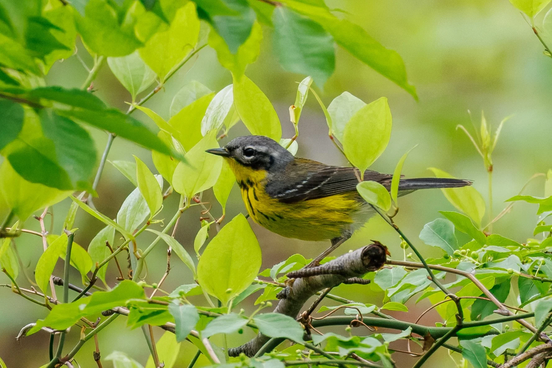 Magnolia Warbler_Full JPG_Edited_20260903.jpg