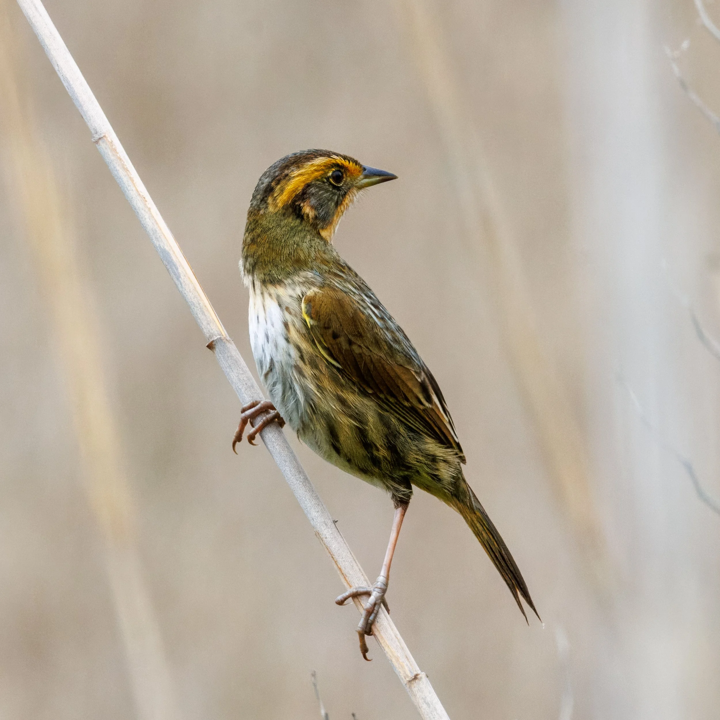 Saltmarsh Sparrow_Full JPG_Edited_20260903.jpg