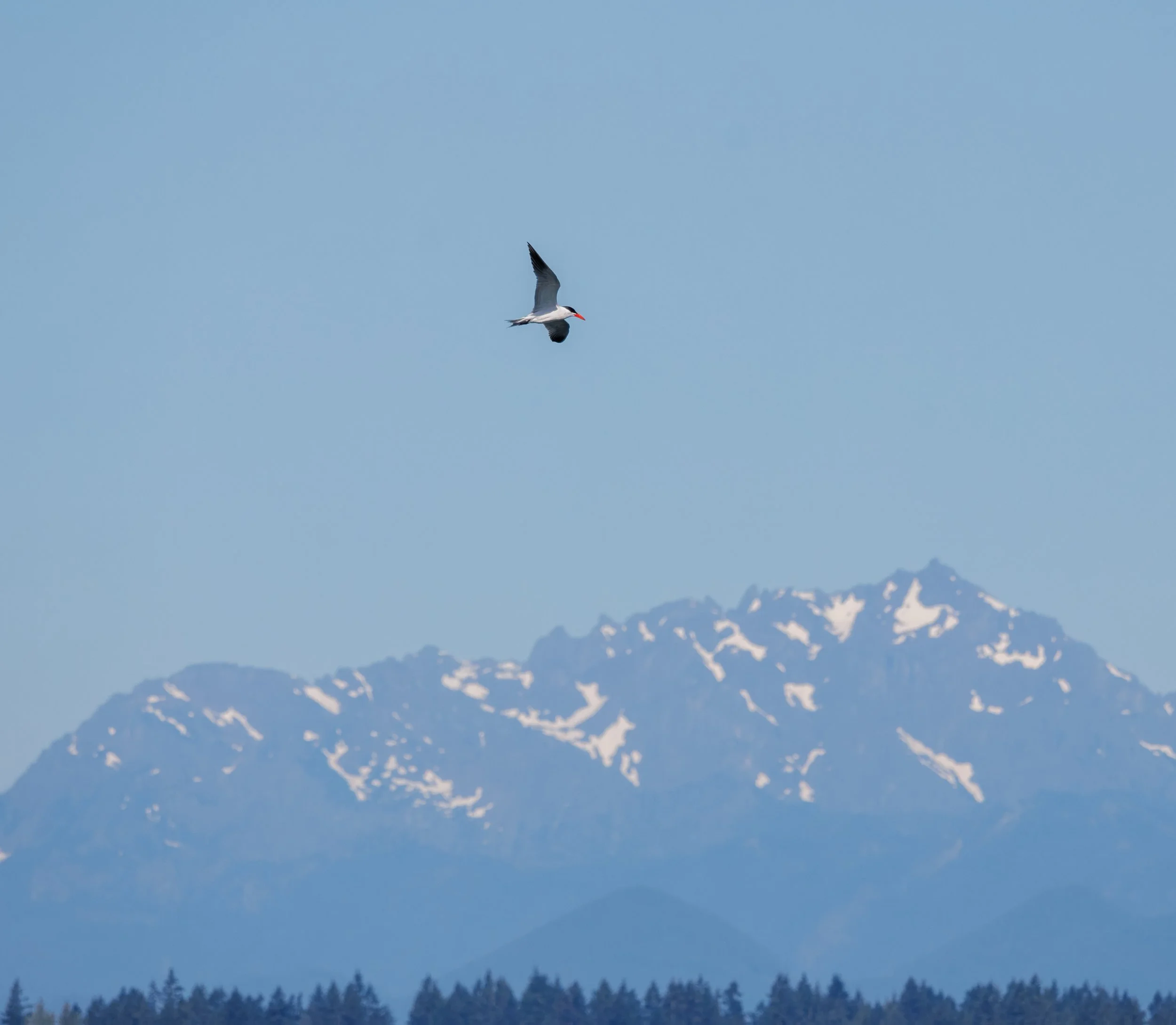 Osprey West Point_Full JPG_Edited_20260903-2.jpg