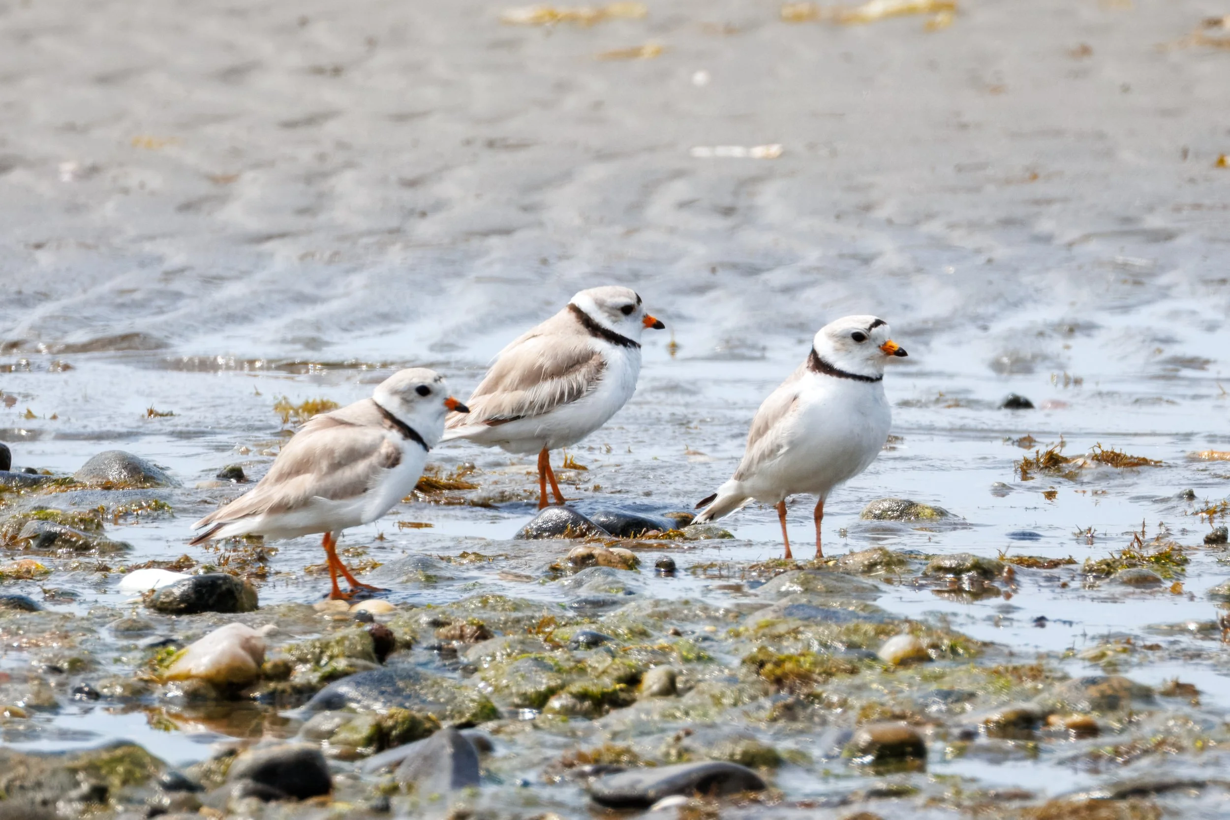 More CT Birds_Full JPG_Edited_20260903-2.jpg