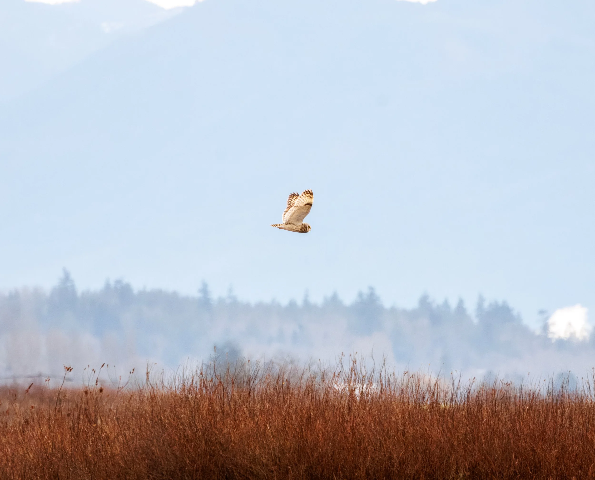 SEOW Flying_Full JPG_Edited_20260903.jpg