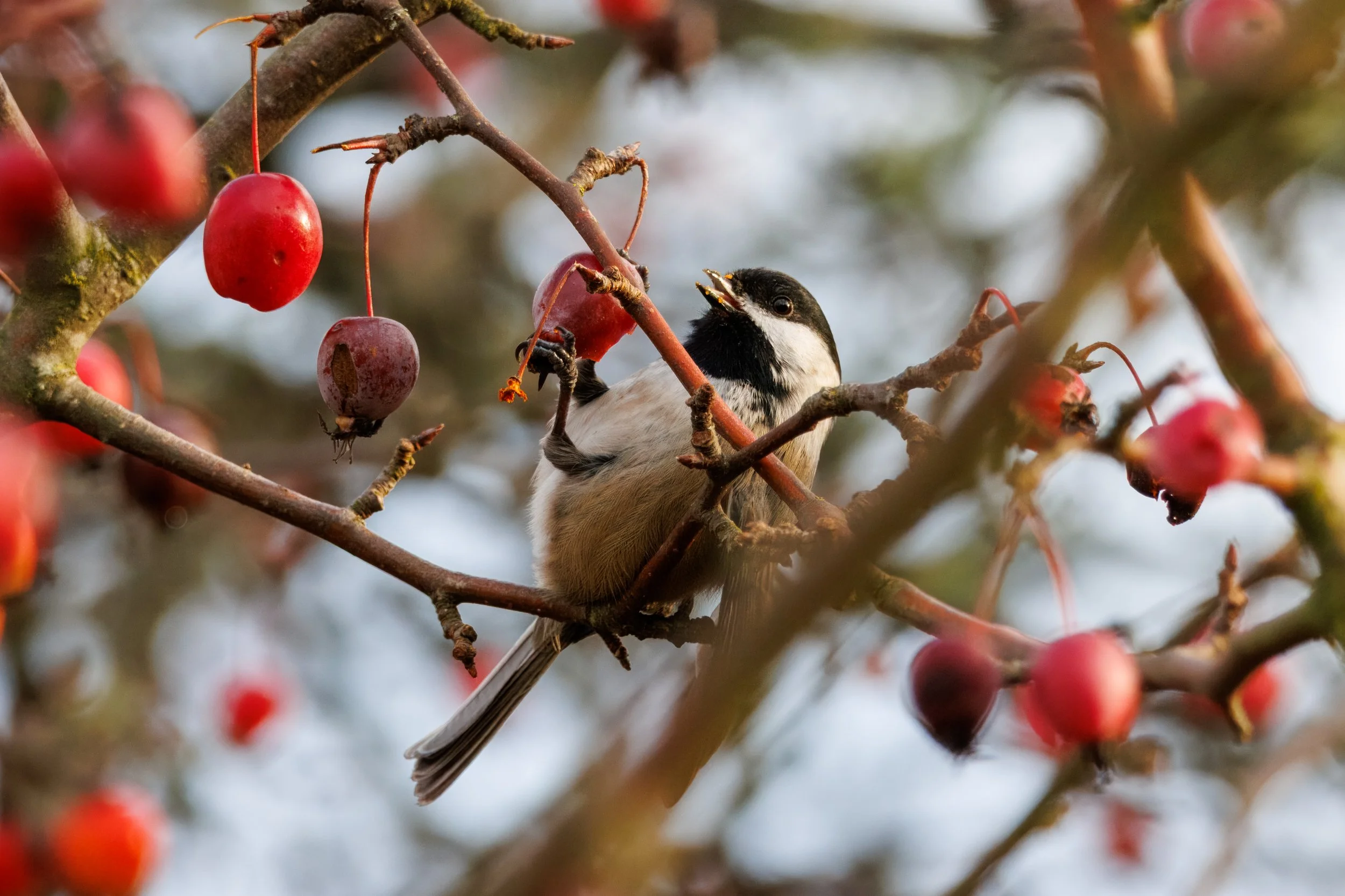 Black Capped Chickadee Magnuson_Full JPG_Edited_20260903.jpg