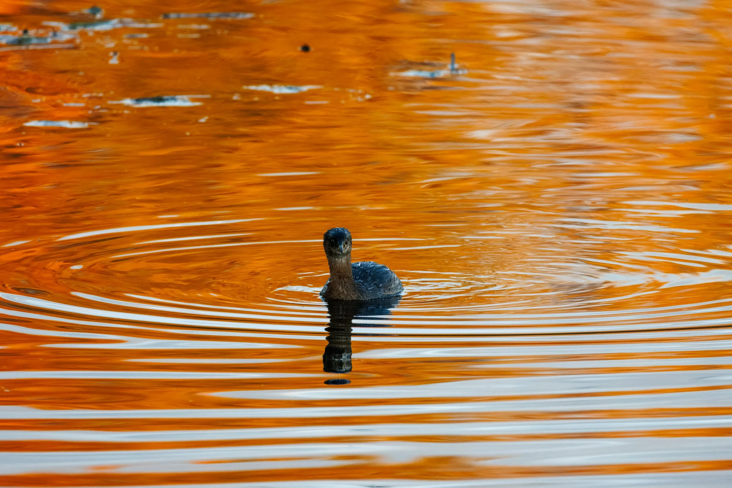 Orange Grebe_Full JPG_Edited_20260903.jpg
