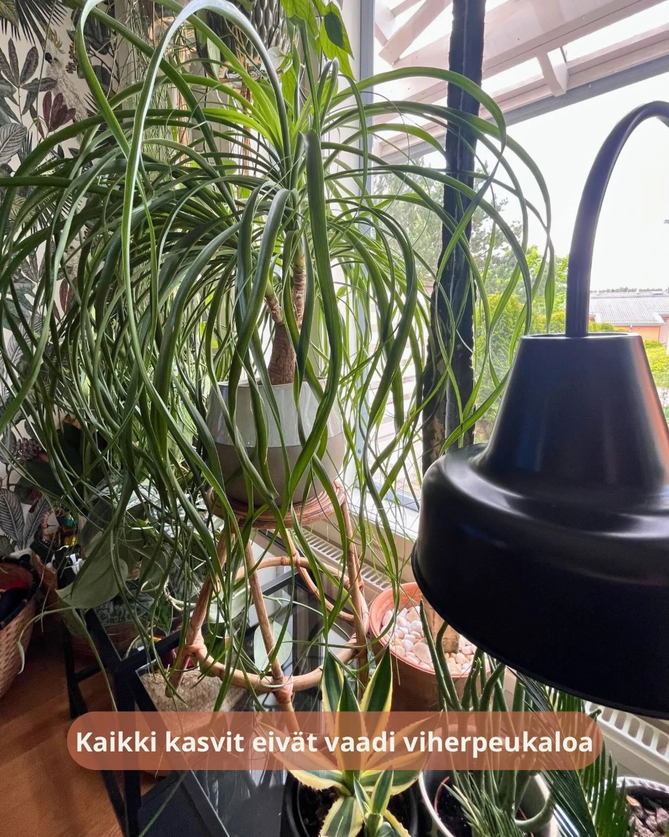 Jos minulta kysyt&auml;&auml;n helppohoitoista viherkasvia, yksi ensimm&auml;isist&auml; suosituksistani on pullojukka.

🌿 Se viihtyy valoisalla paikalla.
🌿 Se kest&auml;&auml; kuivuutta paremmin kuin liikakastelua.
🌿 Se ei vaadi jatkuvaa huomiota