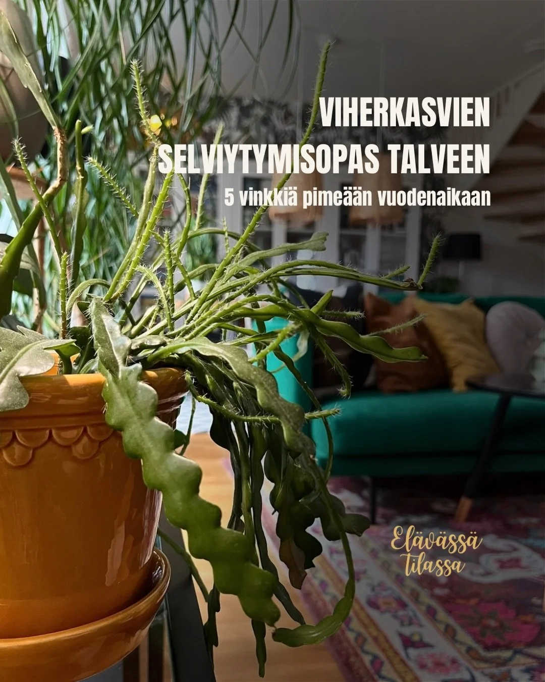 Syksy n&auml;kyy jo viherkasveissakin. 🌿

P&auml;iv&auml;t lyhenev&auml;t nopeasti, ja vaikka koti tuntuisi viel&auml; valoisalta, kasvien saaman luonnonvalon m&auml;&auml;r&auml; v&auml;henee koko ajan.

Nyt onkin hyv&auml; hetki kaivaa kasvivalot 