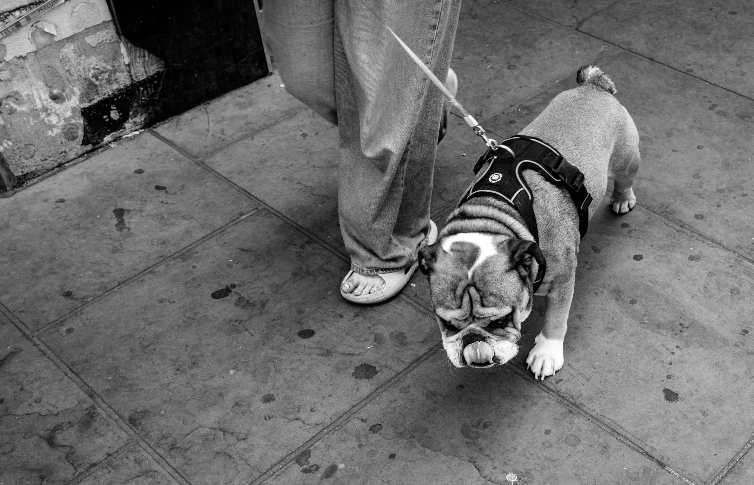 A person in jeans and flip-flops is walking a bulldog on a leash on a city sidewalk, next to a wall with peeling paint.