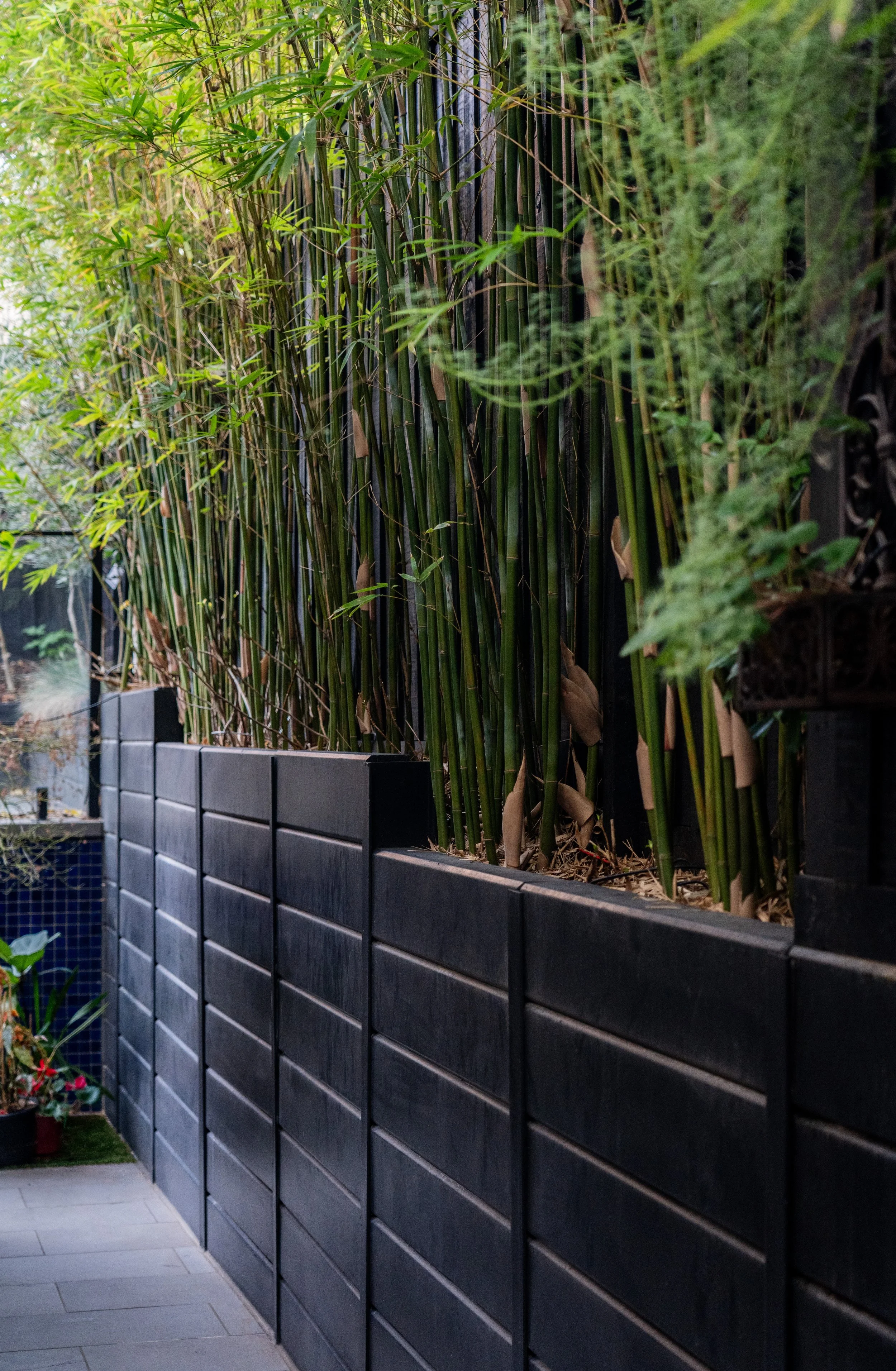 Black wooden slat fence with green bamboo plants growing behind it and on the side.