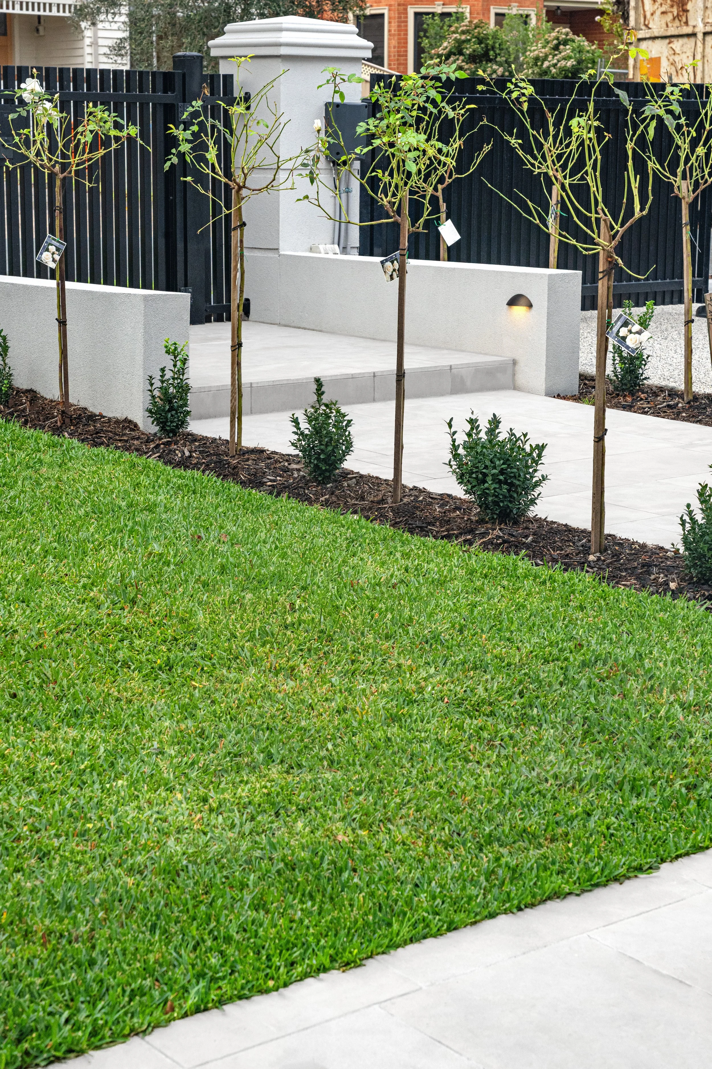 A strip of Iceberg Rose planted adjacent to a large patch of lawn.