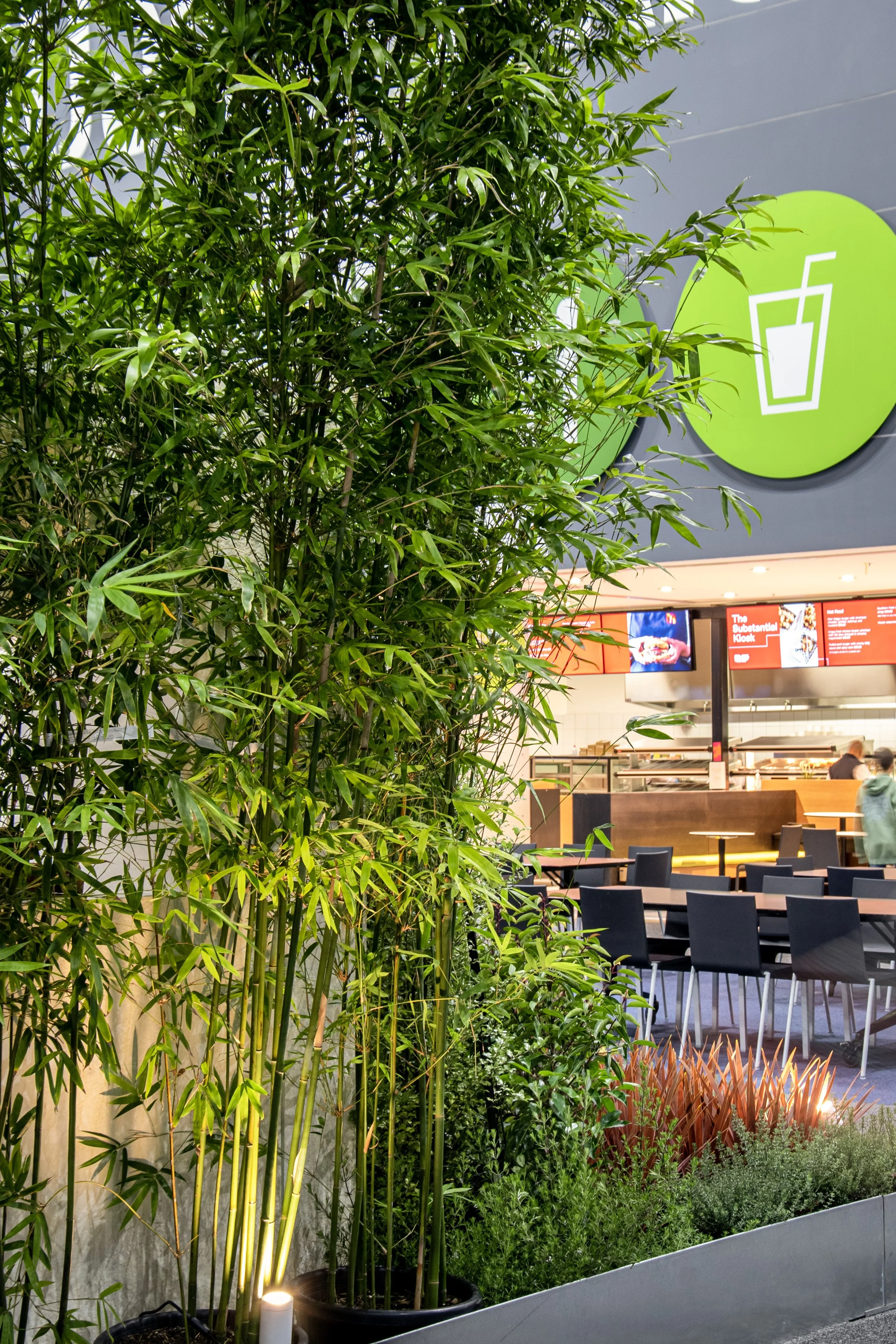A potted bamboo plant in an indoor setting, with chairs and tables in the background, and a green circular sign with a drink icon.