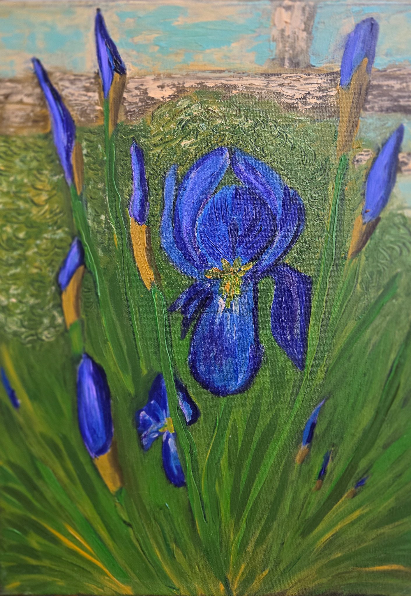 Early morning, irises