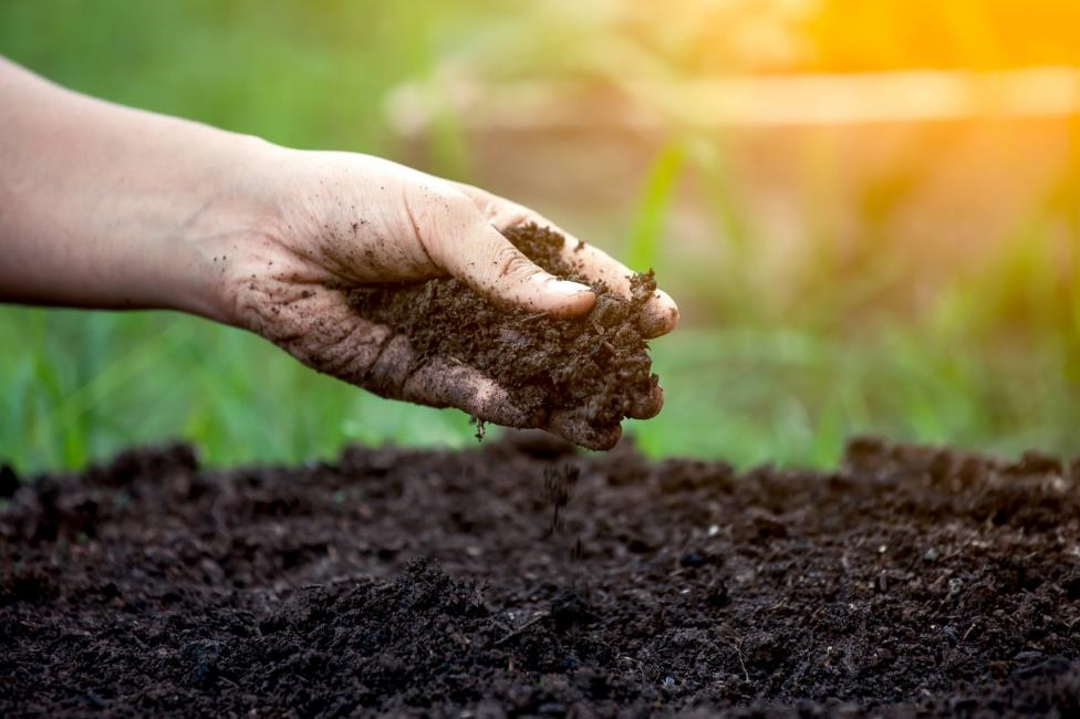 Close-up of a hand holding dark soil over a garden bed outdoors, with sunlight and greenery in the background.