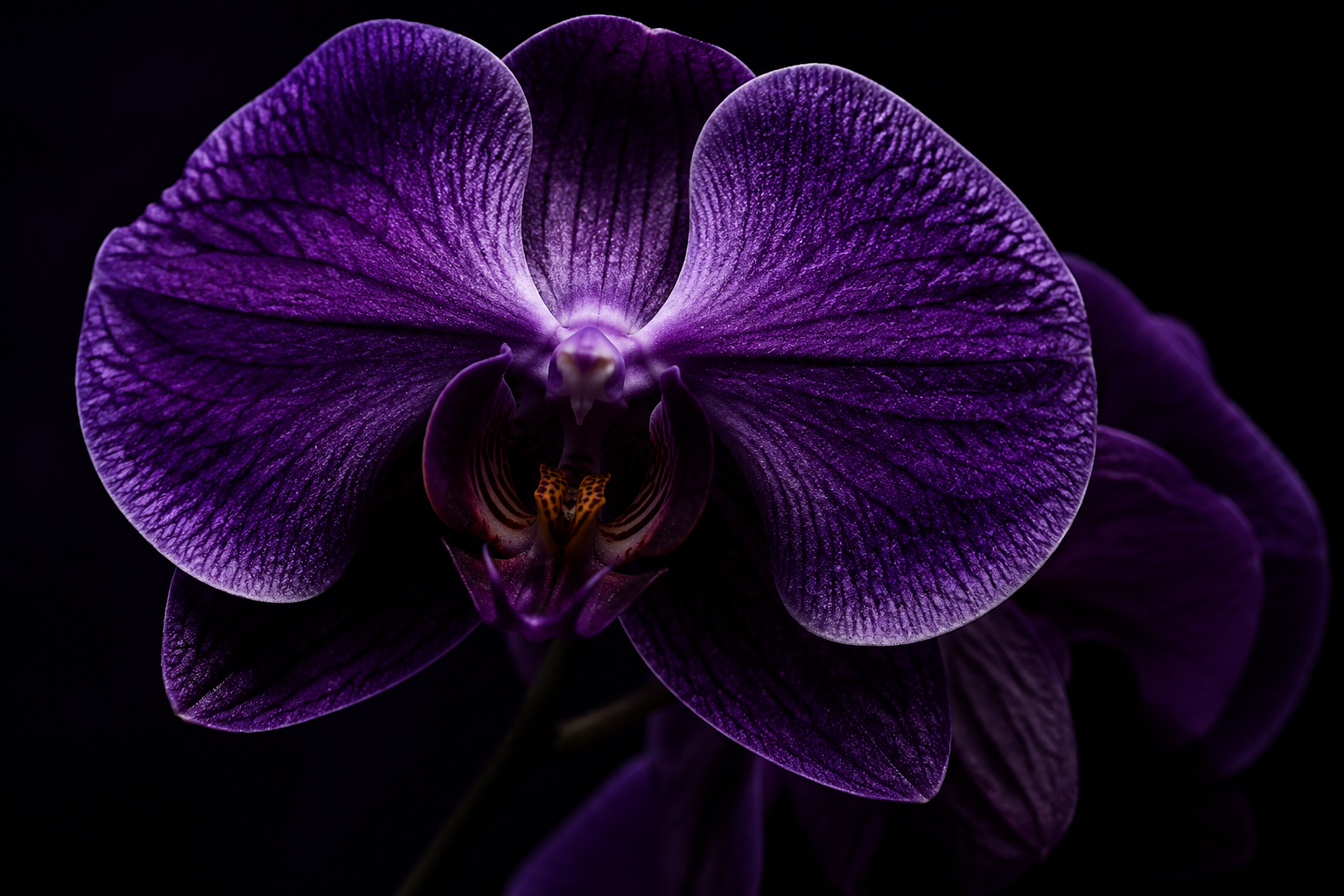 Close-up of a purple orchid flower against a black background with detailed petals and center.