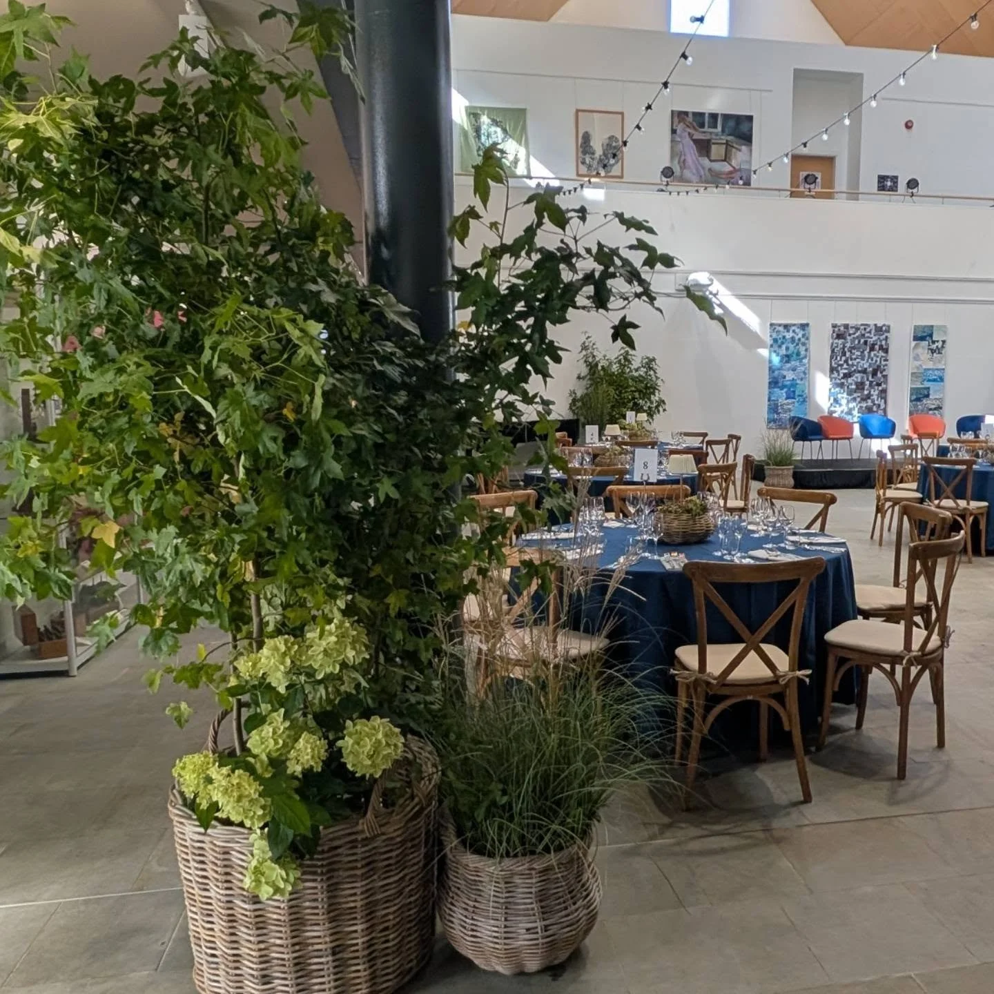 These Liquidambers offer something a bit different to birch and Olives with their maple like leaves ....here to offer some green scenery in  an open area at Cranleigh school