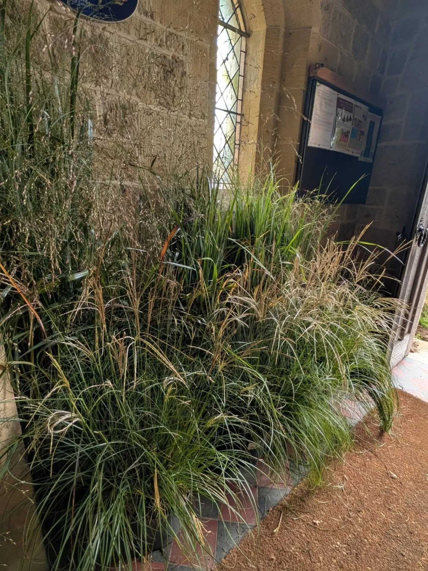 Autumn is when the grasses really come into their own
Here at St.Marys church Iping for their harvest festival