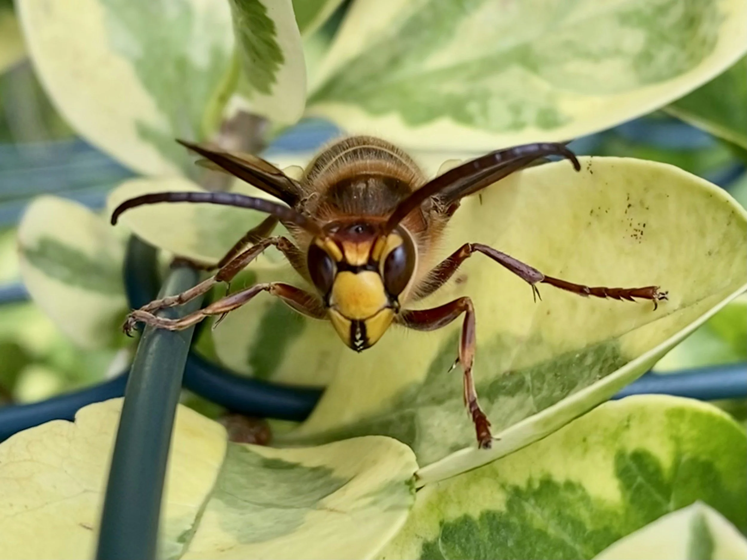 What do you think you should do when you see a Yellow Legged Asian Hornet ?