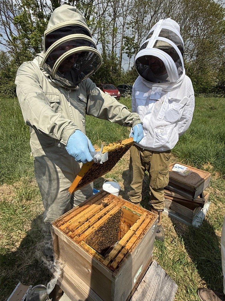 Two beekeepers wearing protective suits and veils inspecting a beehive outdoors on a sunny day. Beekeeping equipment and a beehive frame are visible.