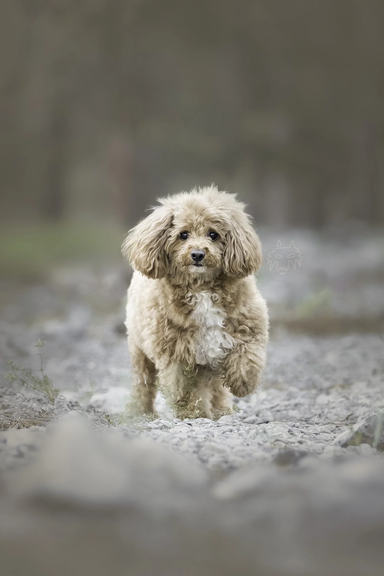 dog photography las vegas