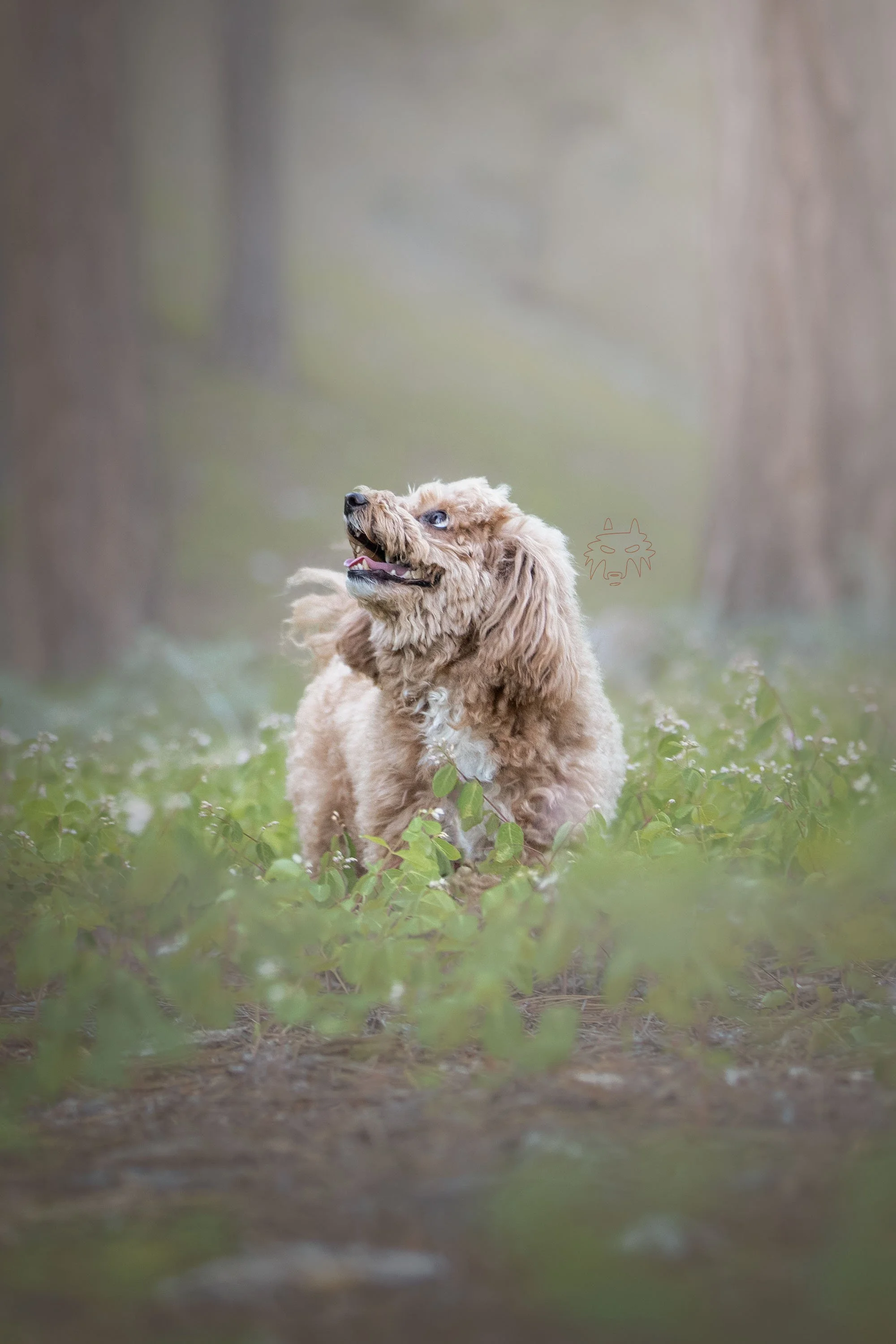 dog photography las vegas