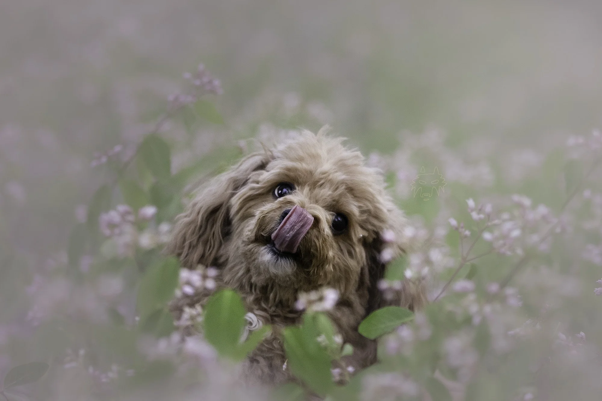 dog photography las vegas
