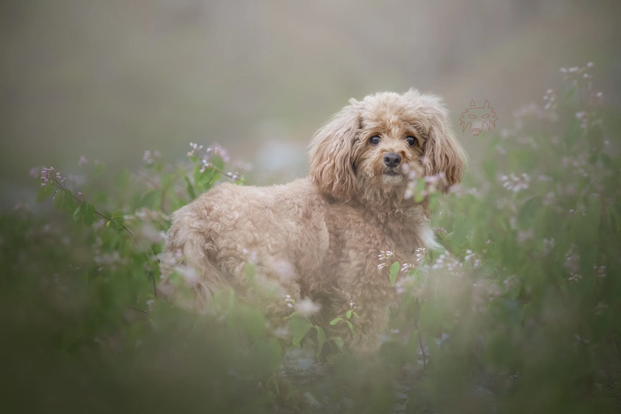 dog photography las vegas