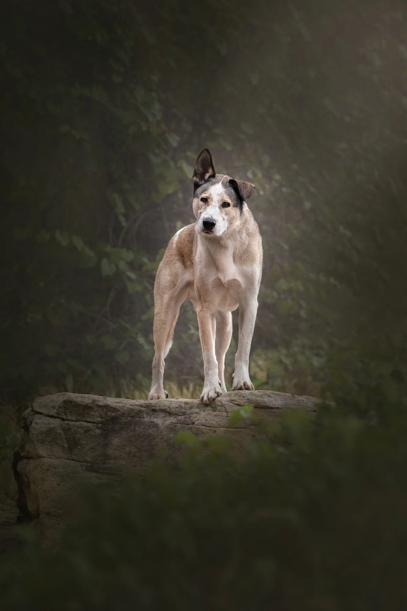 desert-dog-photography-las-vegas-03.jpg